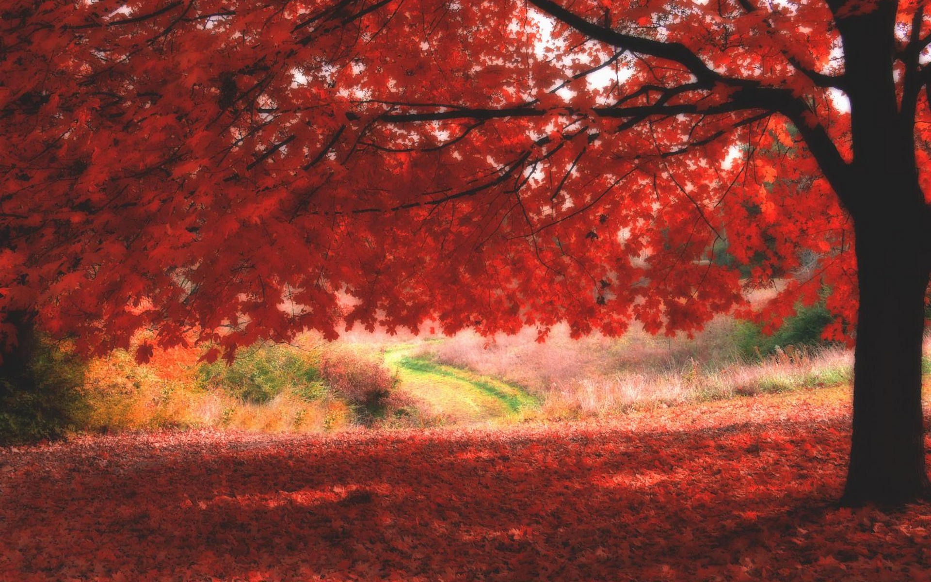 дерево красное осень tree red autumn бесплатно