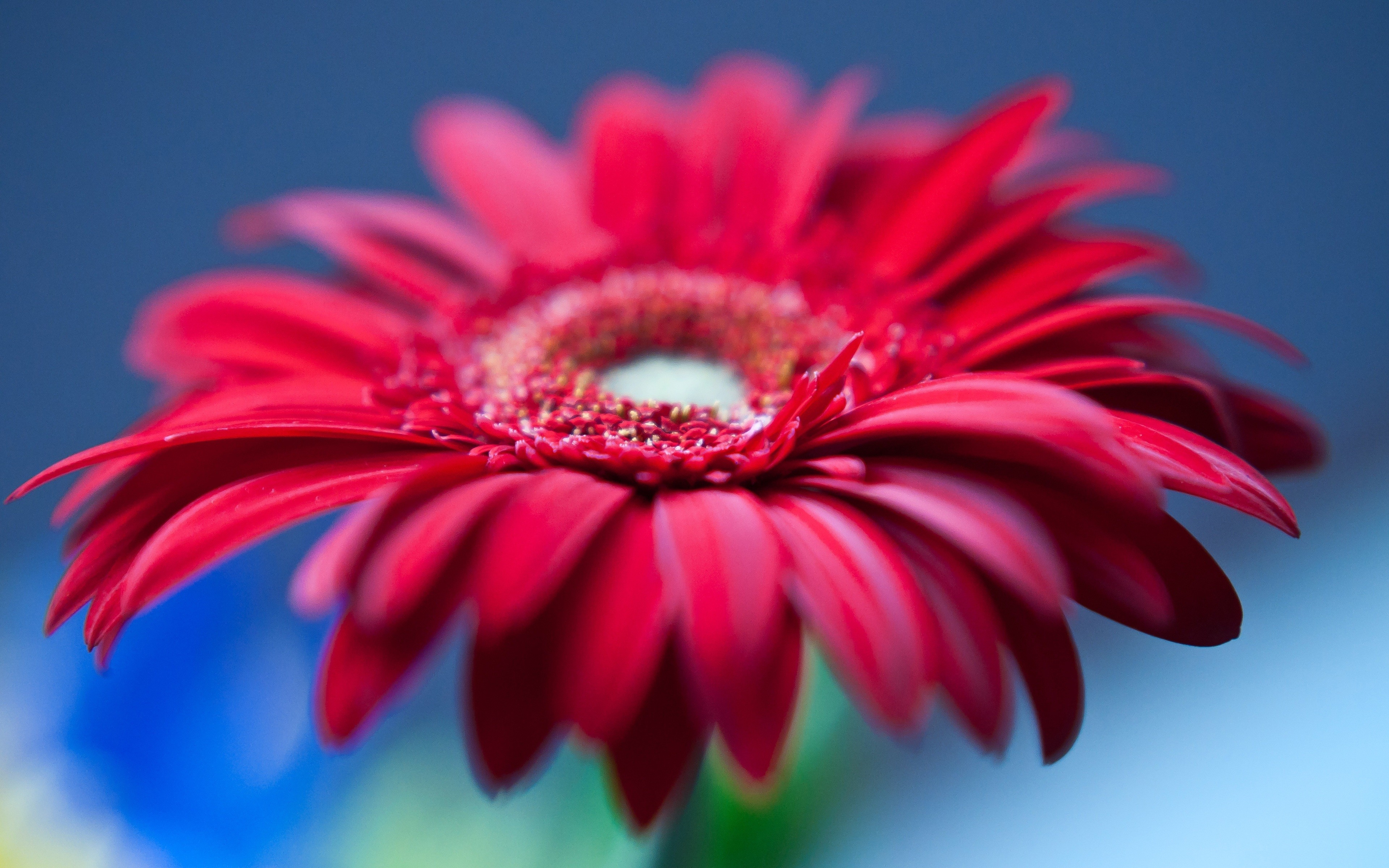 gerbera, red
