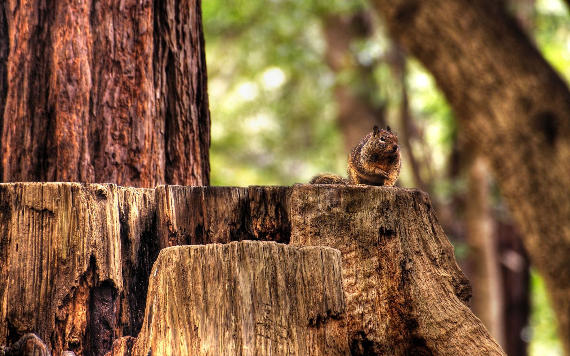 squirrel, скачать