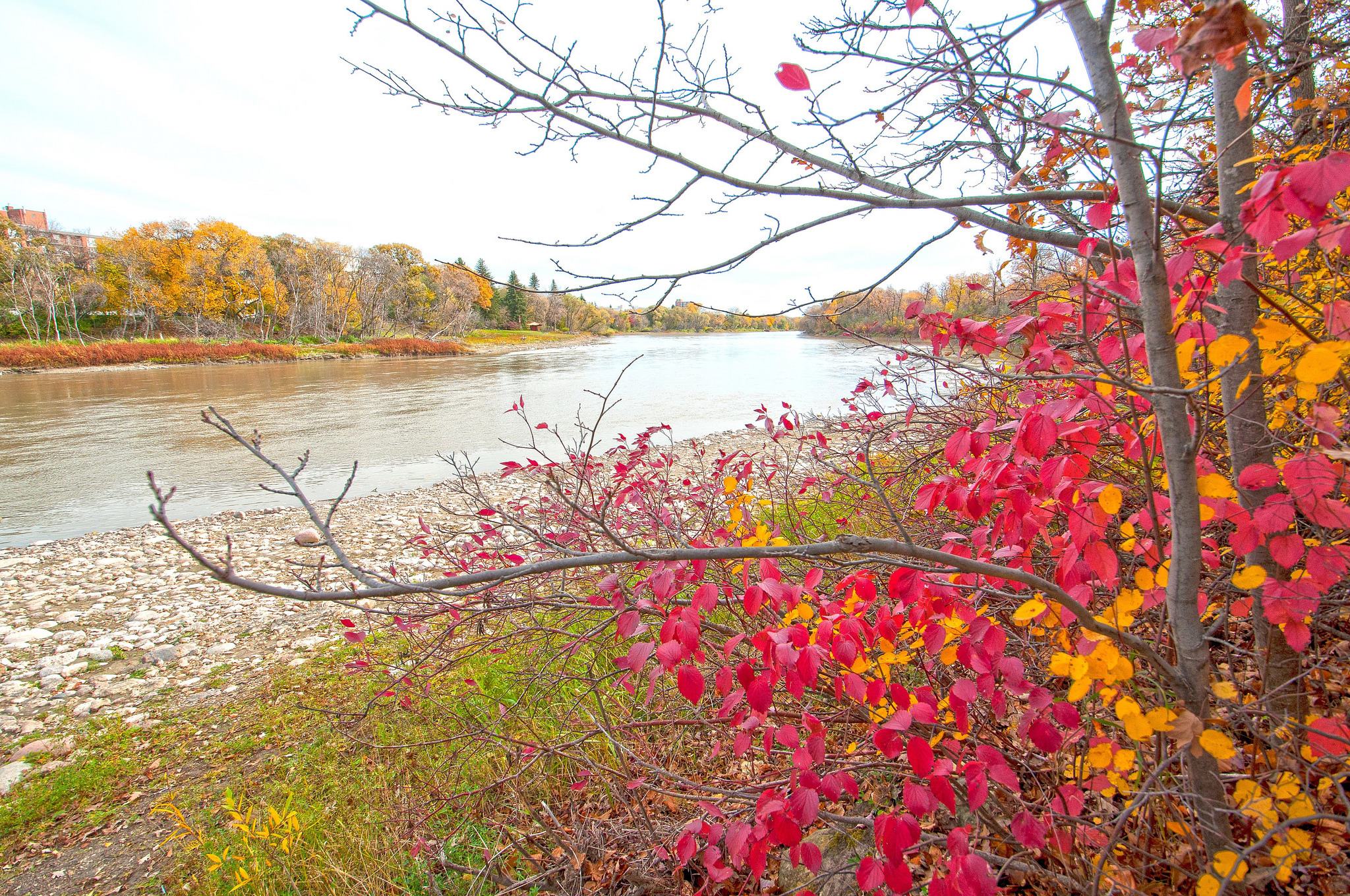 осень, дерево, река