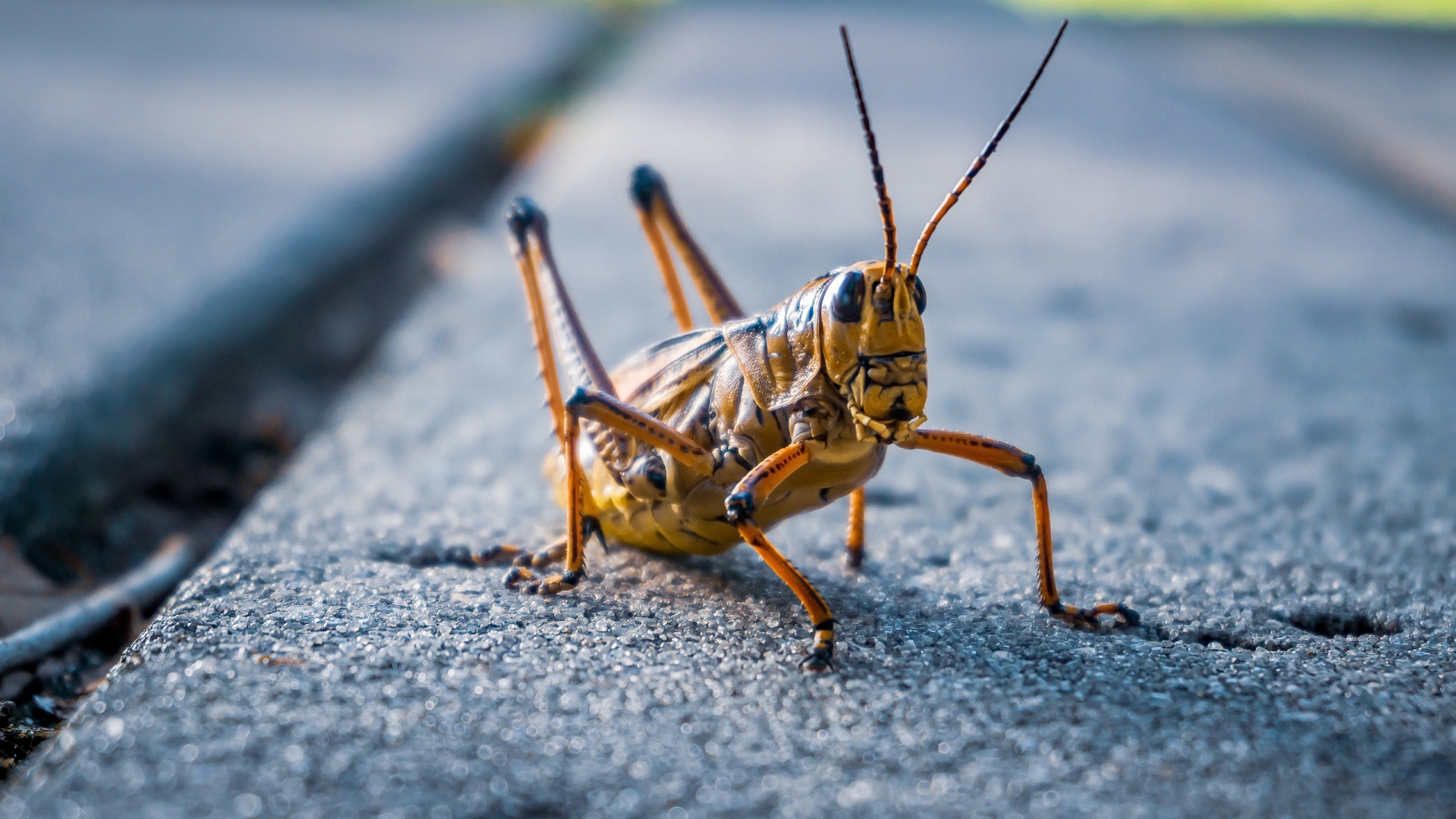 animal, кузнечик, природа