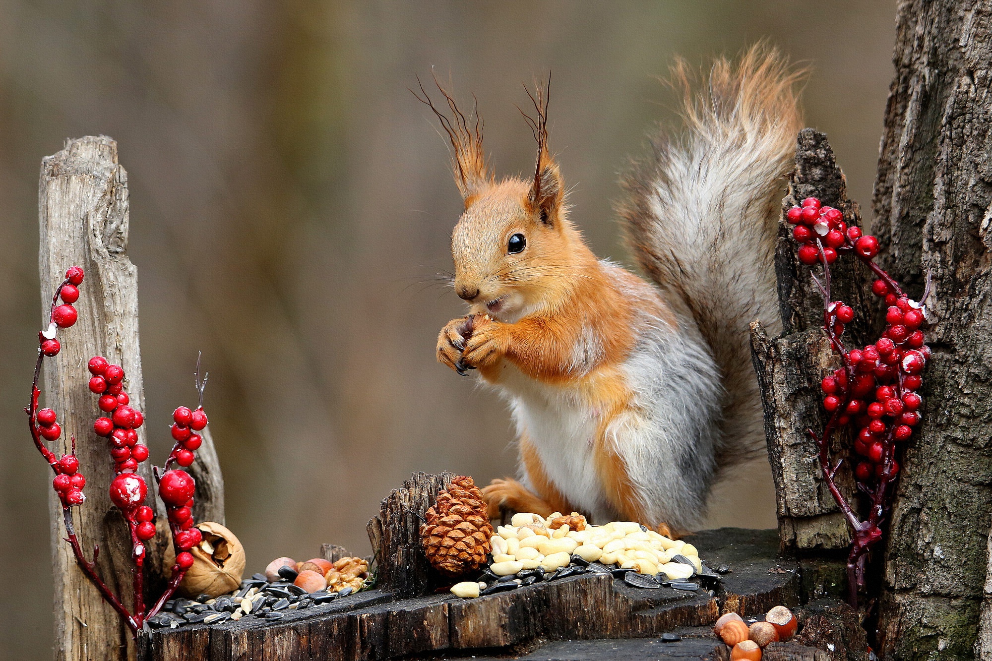 белки, орех, дерево