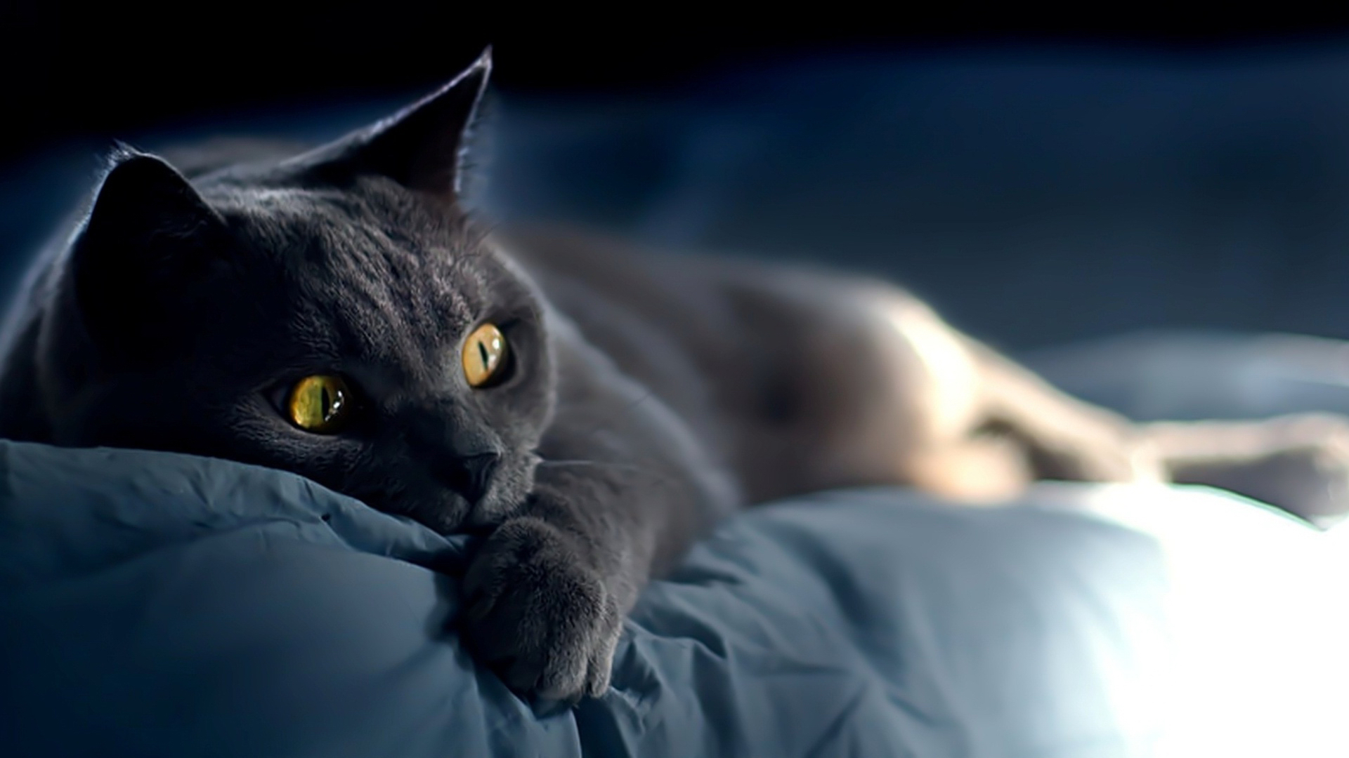 серый котенок без смс