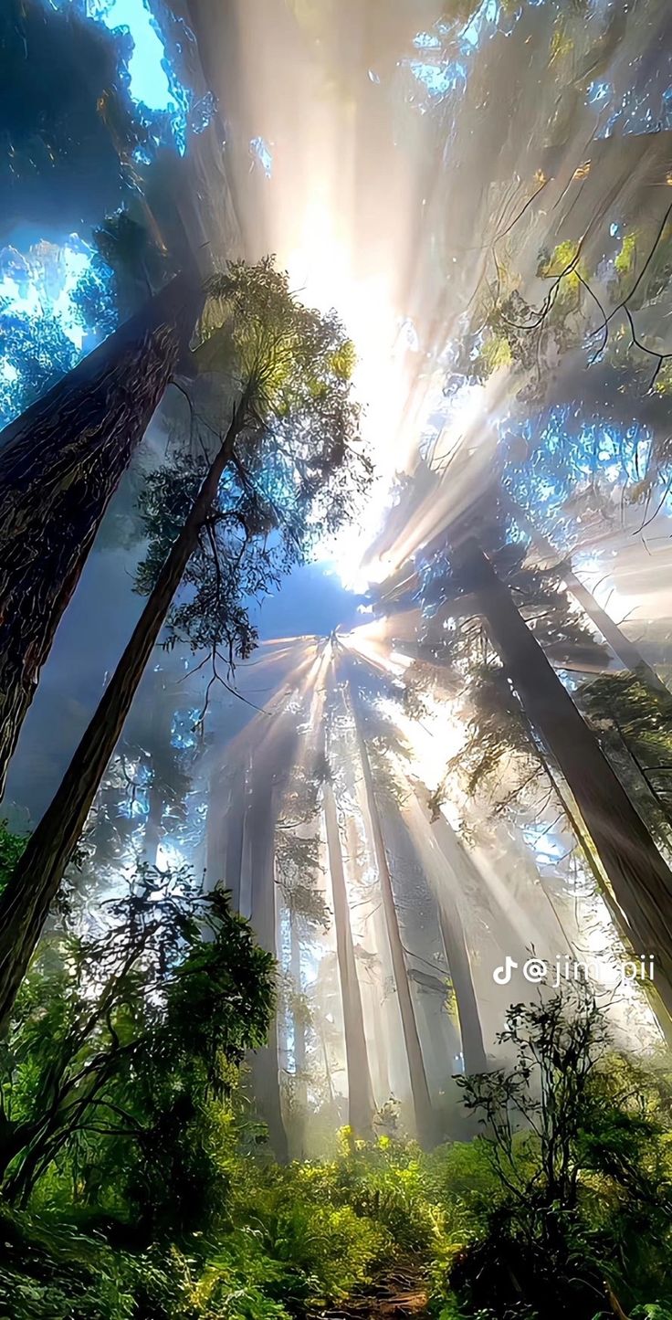 солнечный свет сияет сквозь деревья в лесу с туманом