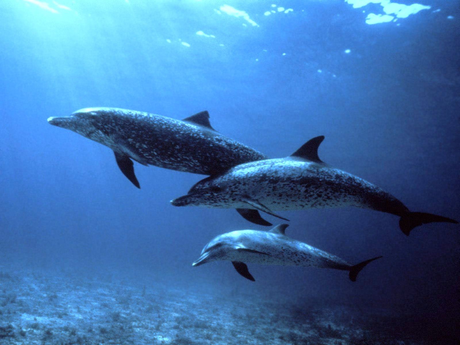 ocean, музыка, animale