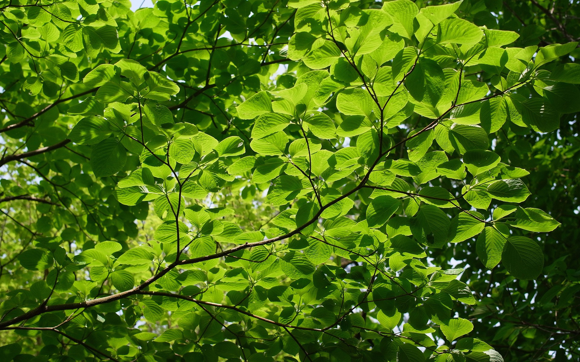 дерево, листва, branch