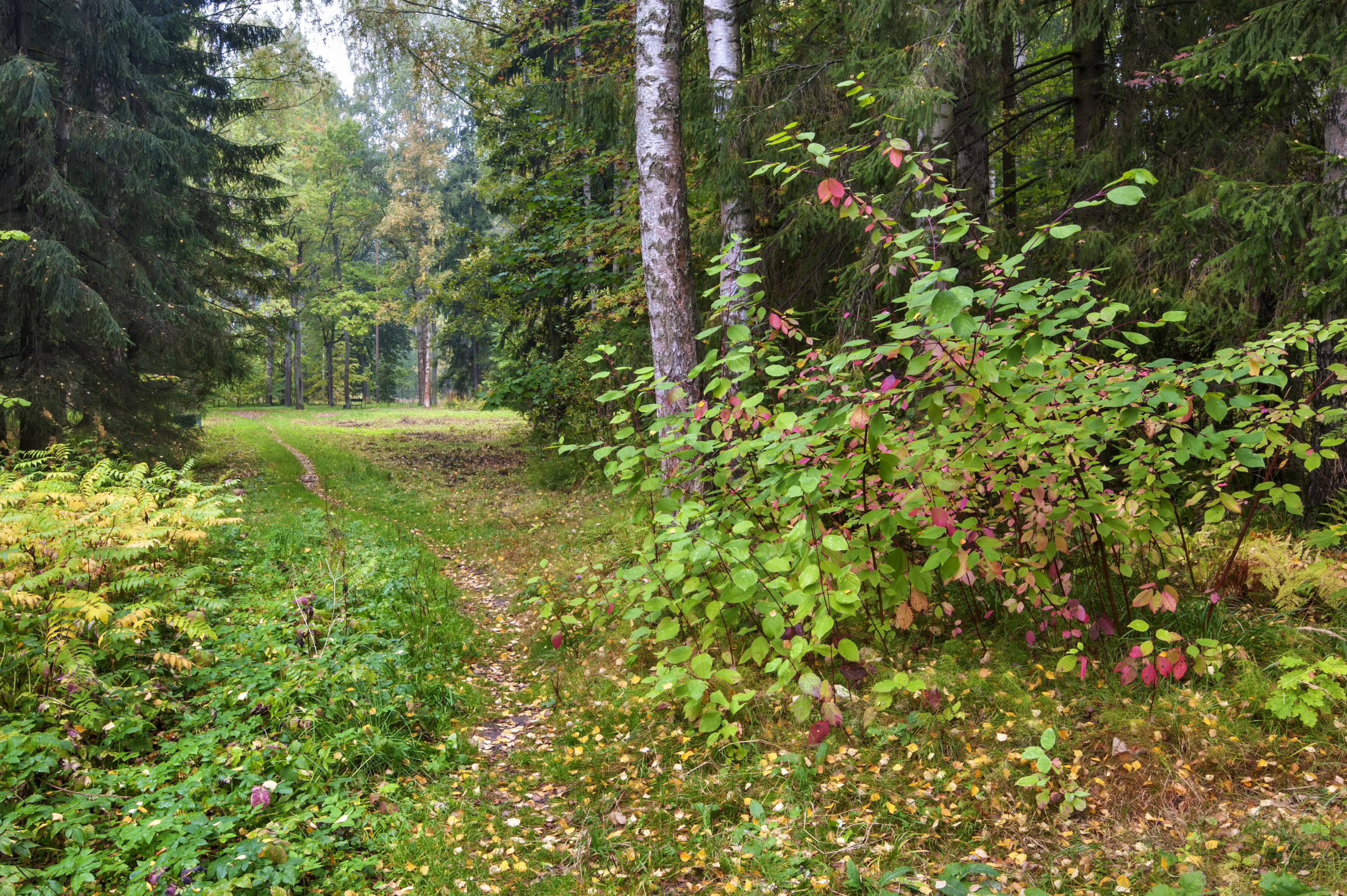 парк, россия, петербург