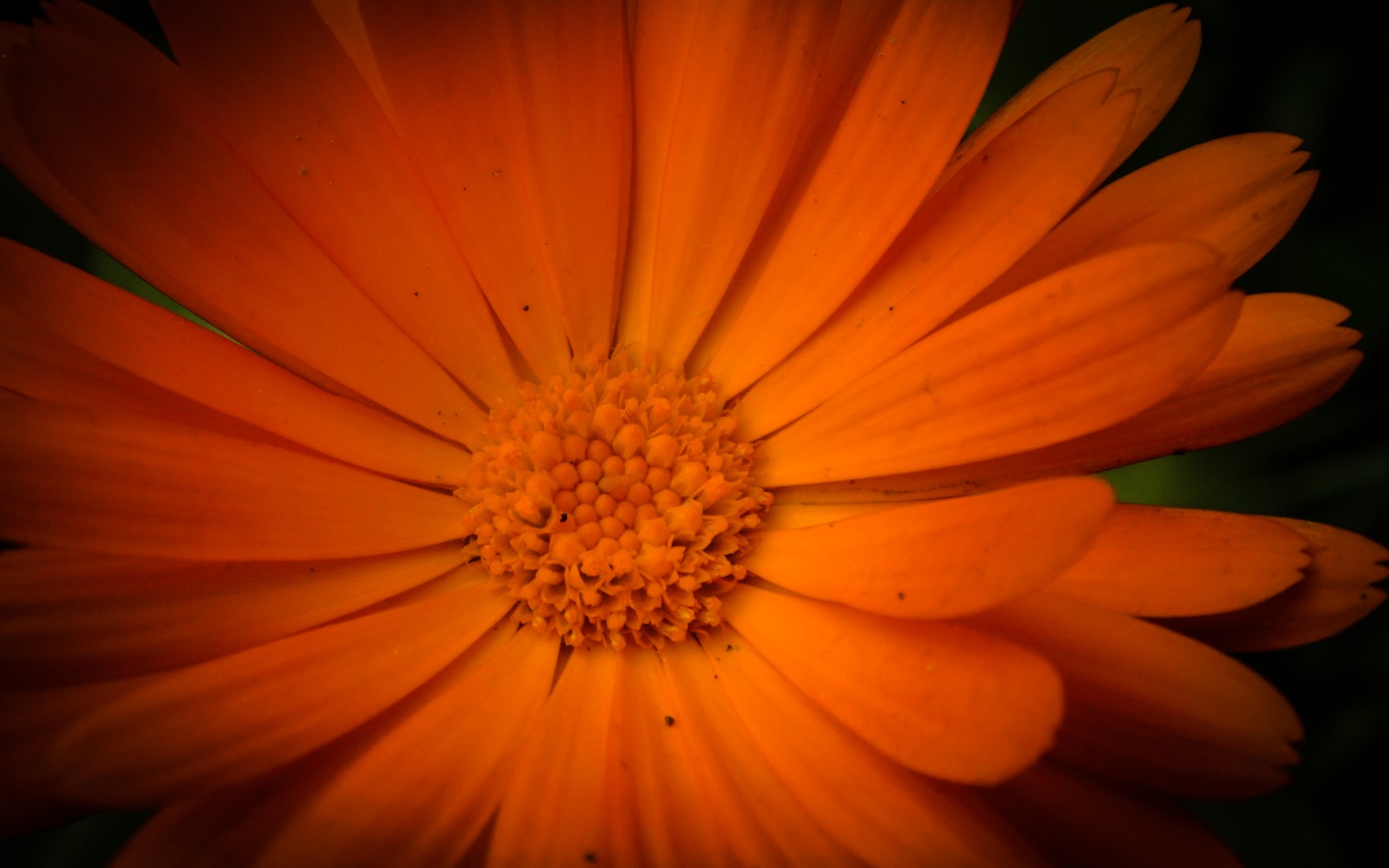 цветы, оранжевый, бархатцы