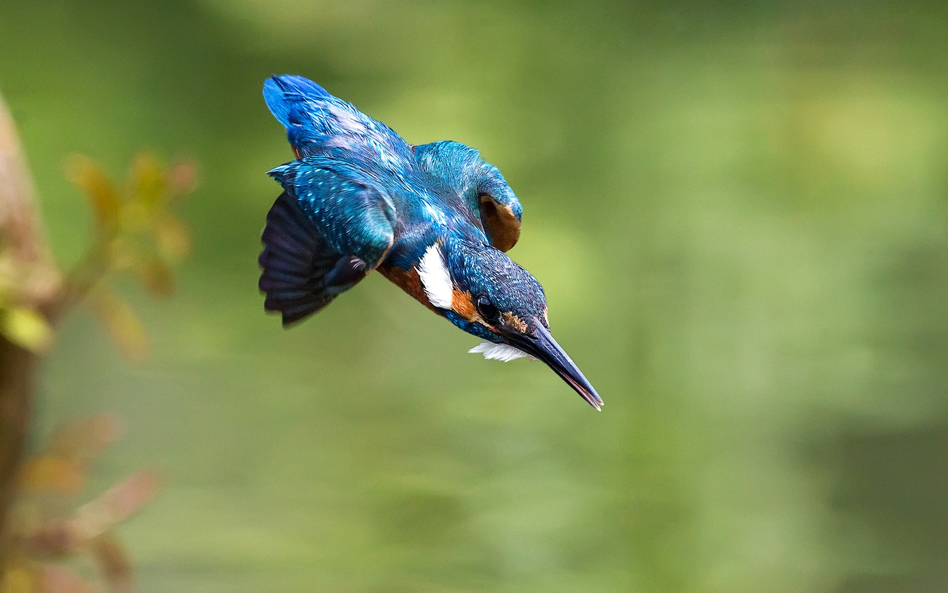 есть птица, которая летит в воздухе с рыбой в клюве