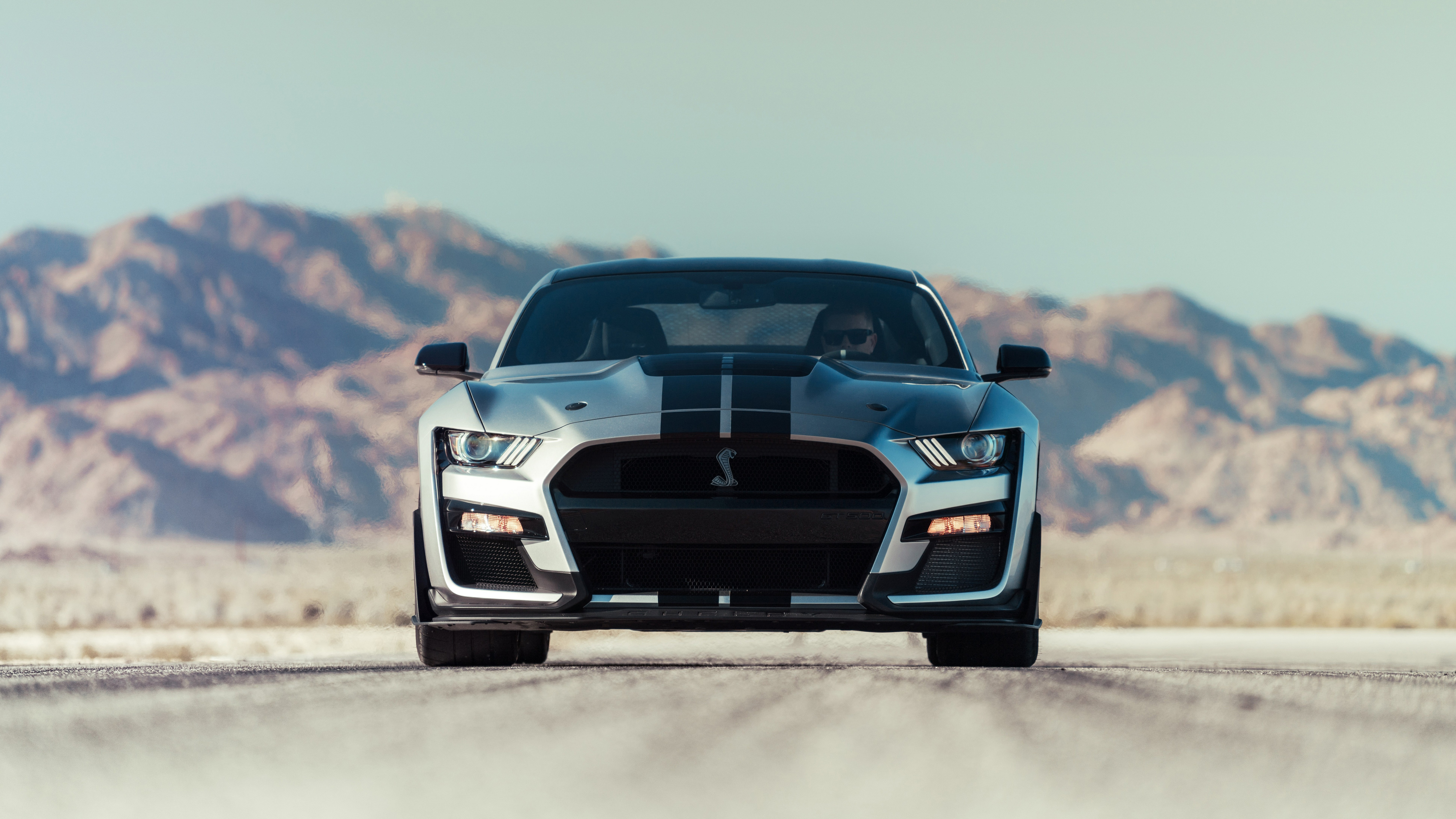 mustang, shelby