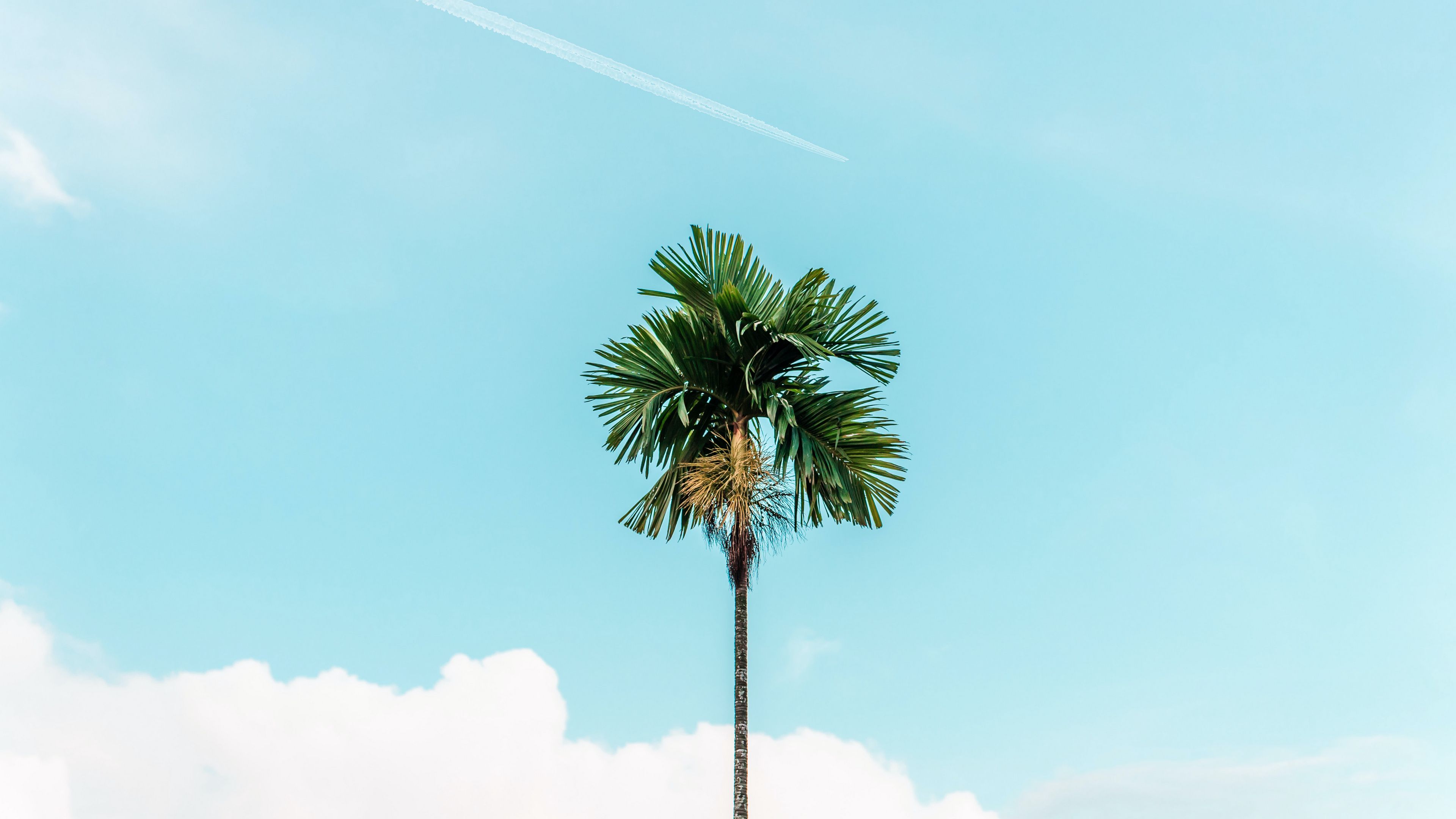 branch, дерево, palm