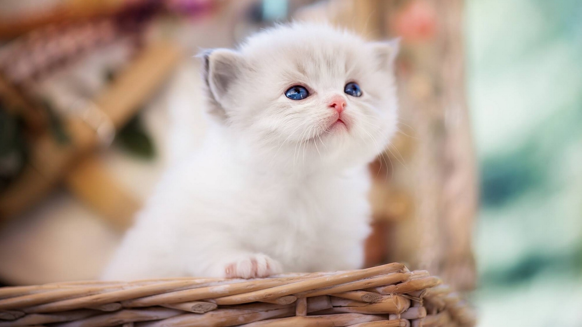 котенок, кошка, животное