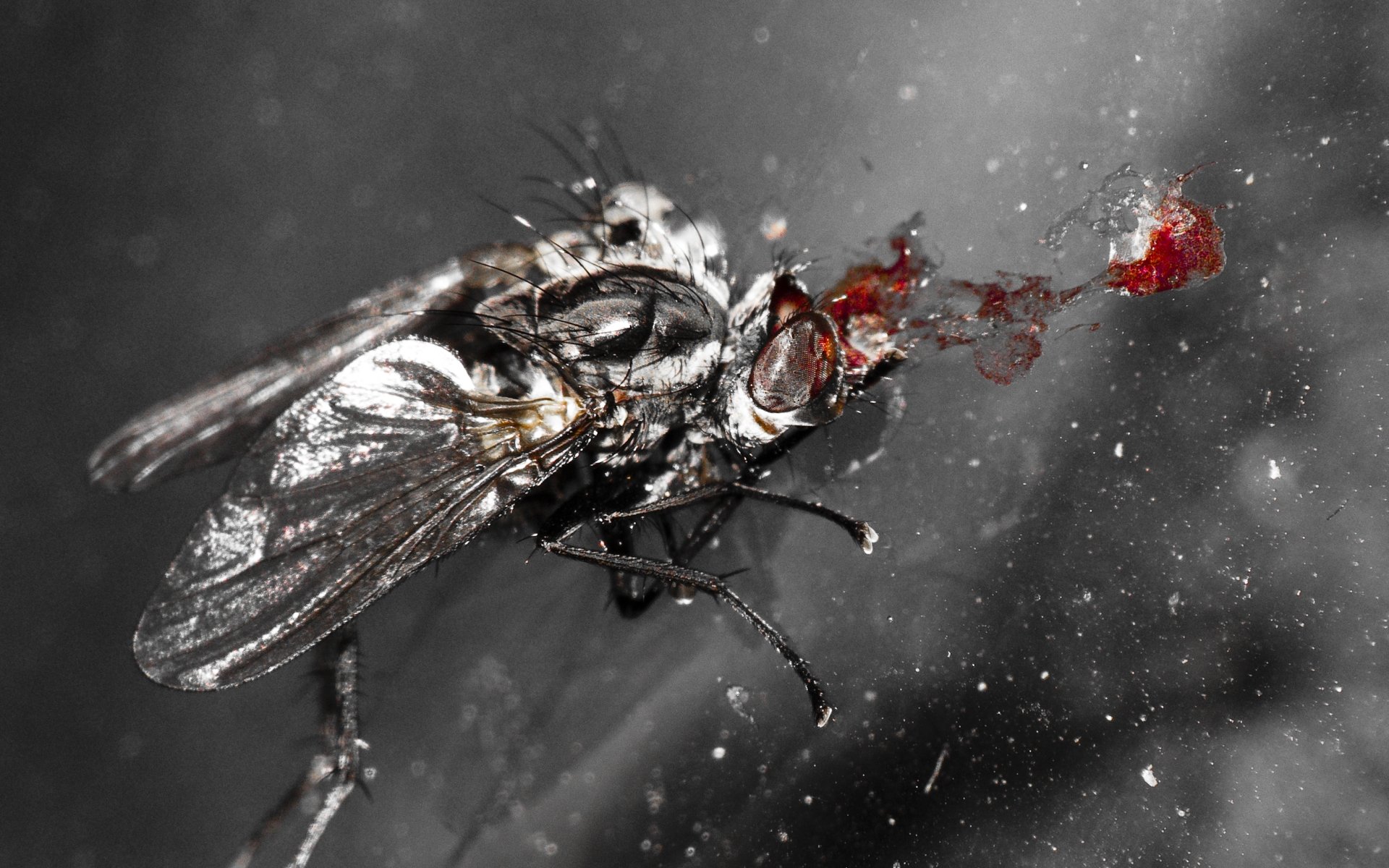 fly, янв
