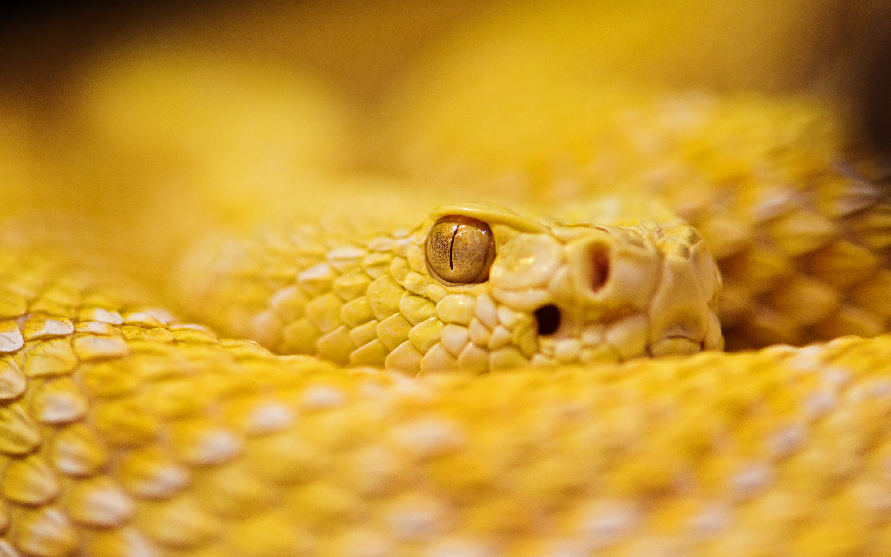 змея белая язык животное без смс