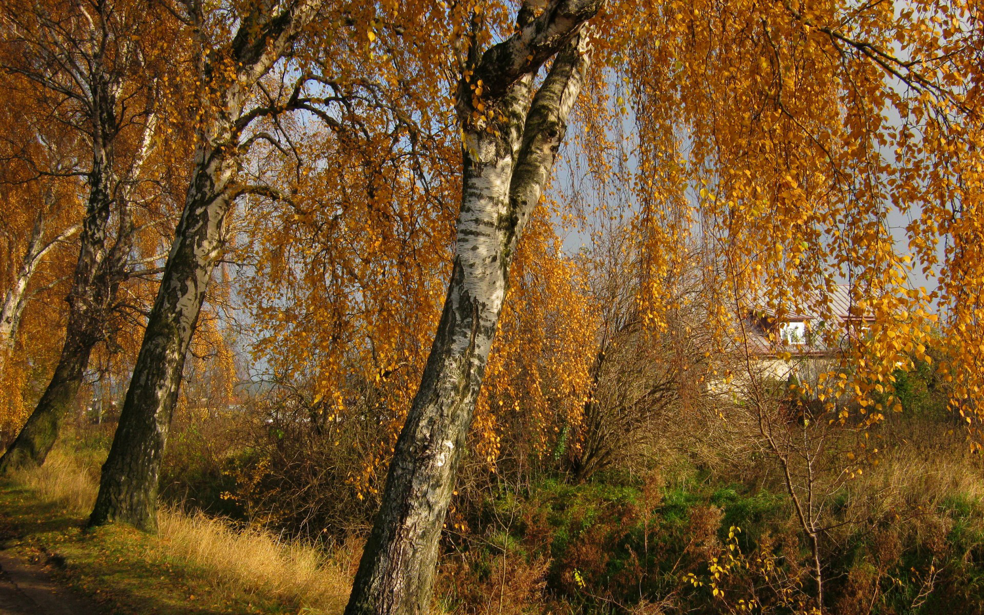 гобелен, деревья, кожа