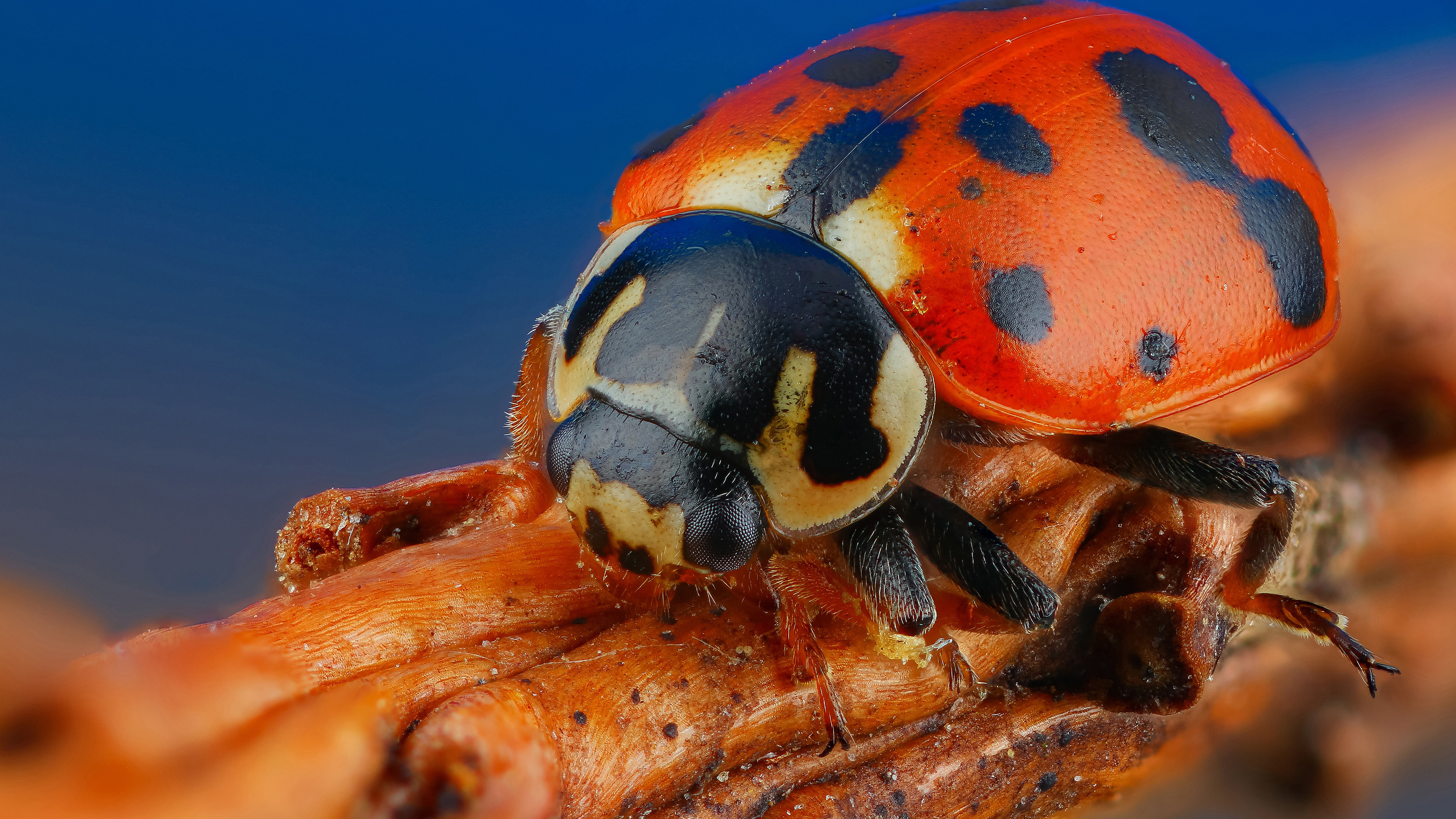 ladybug, жук, насекомое