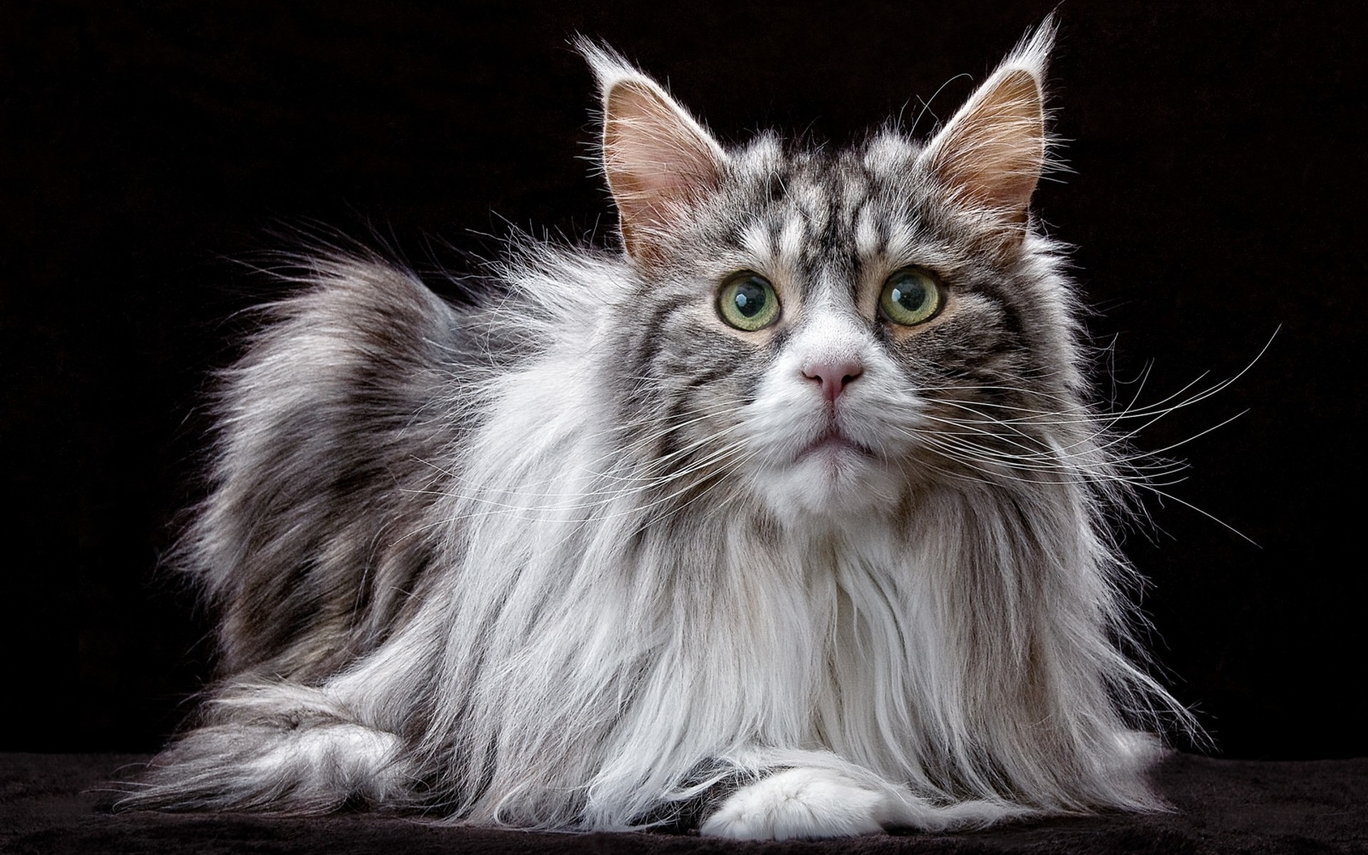 кот, кун, мэн