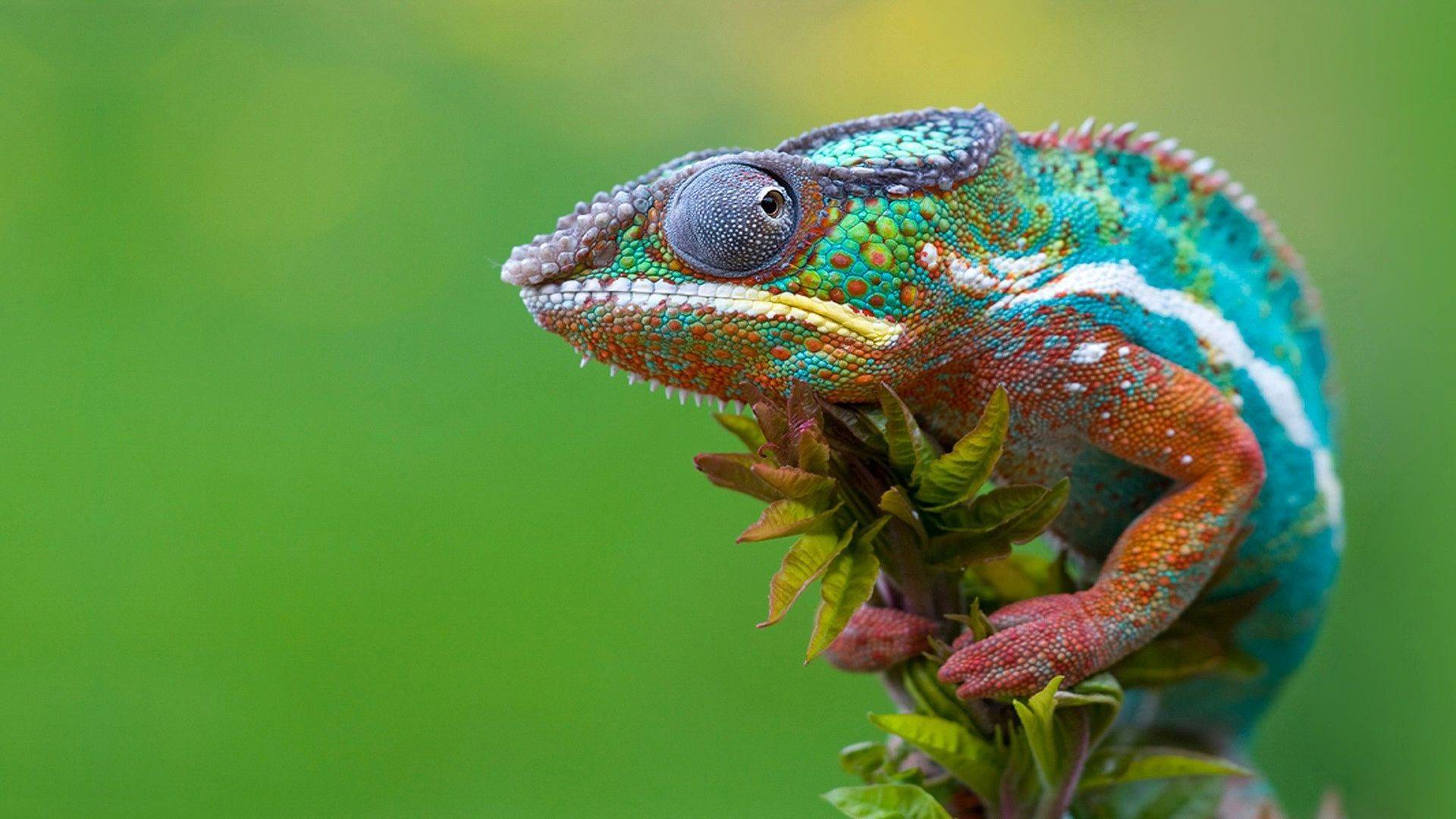 chameleon