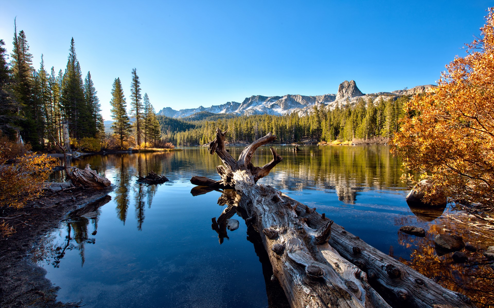 hành, nhất, фото
