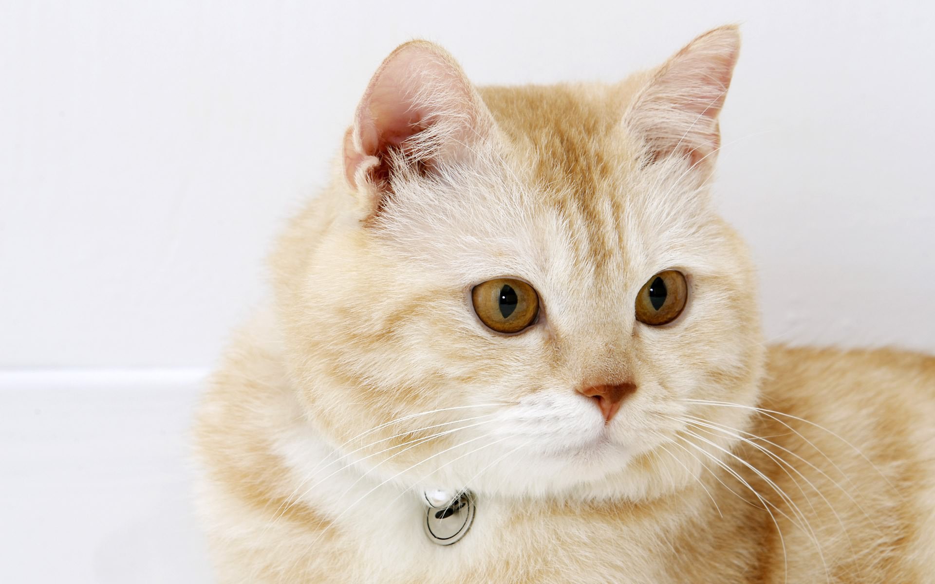 кошки, янв, кот