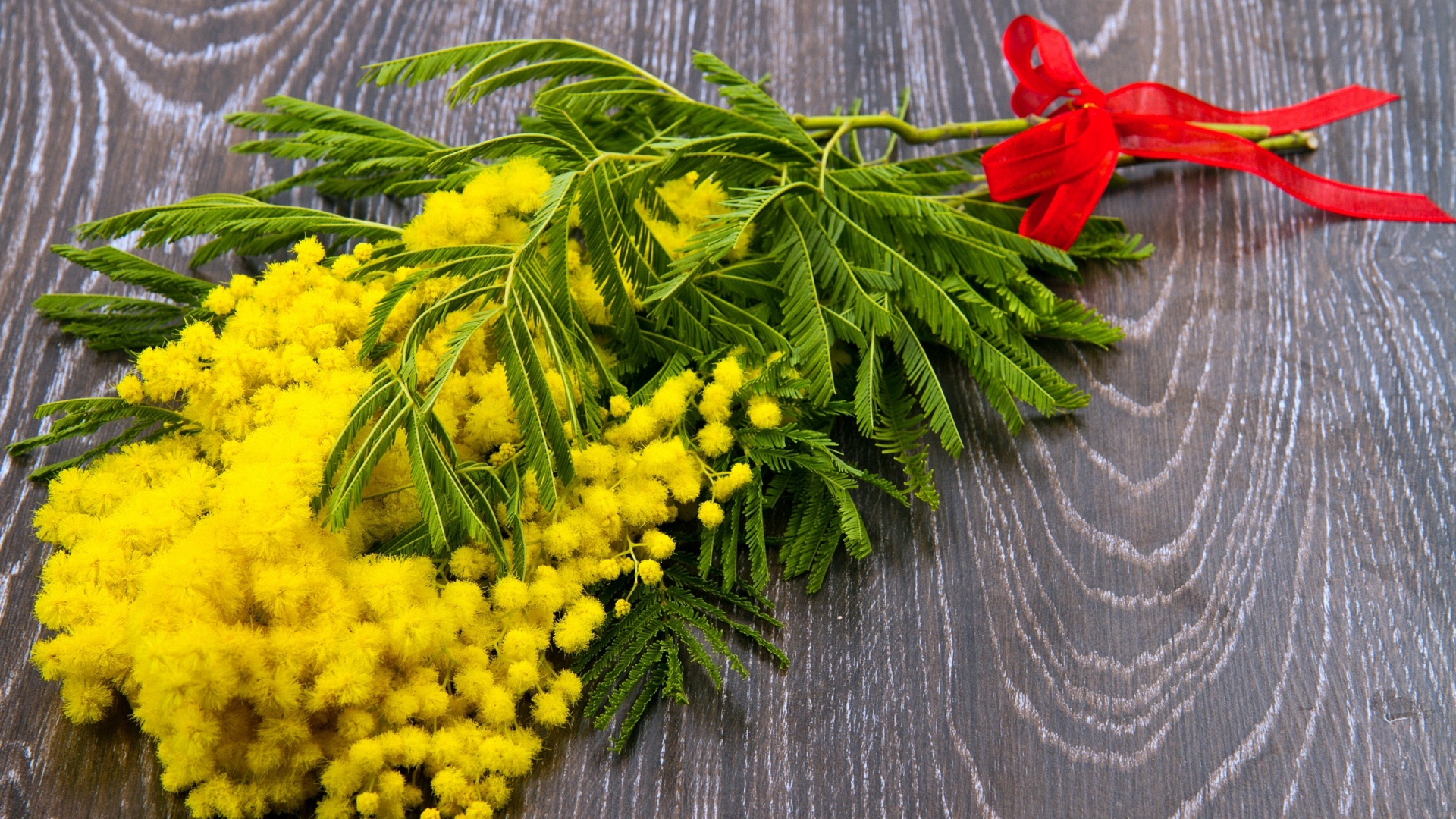mimosa, букет, цветы