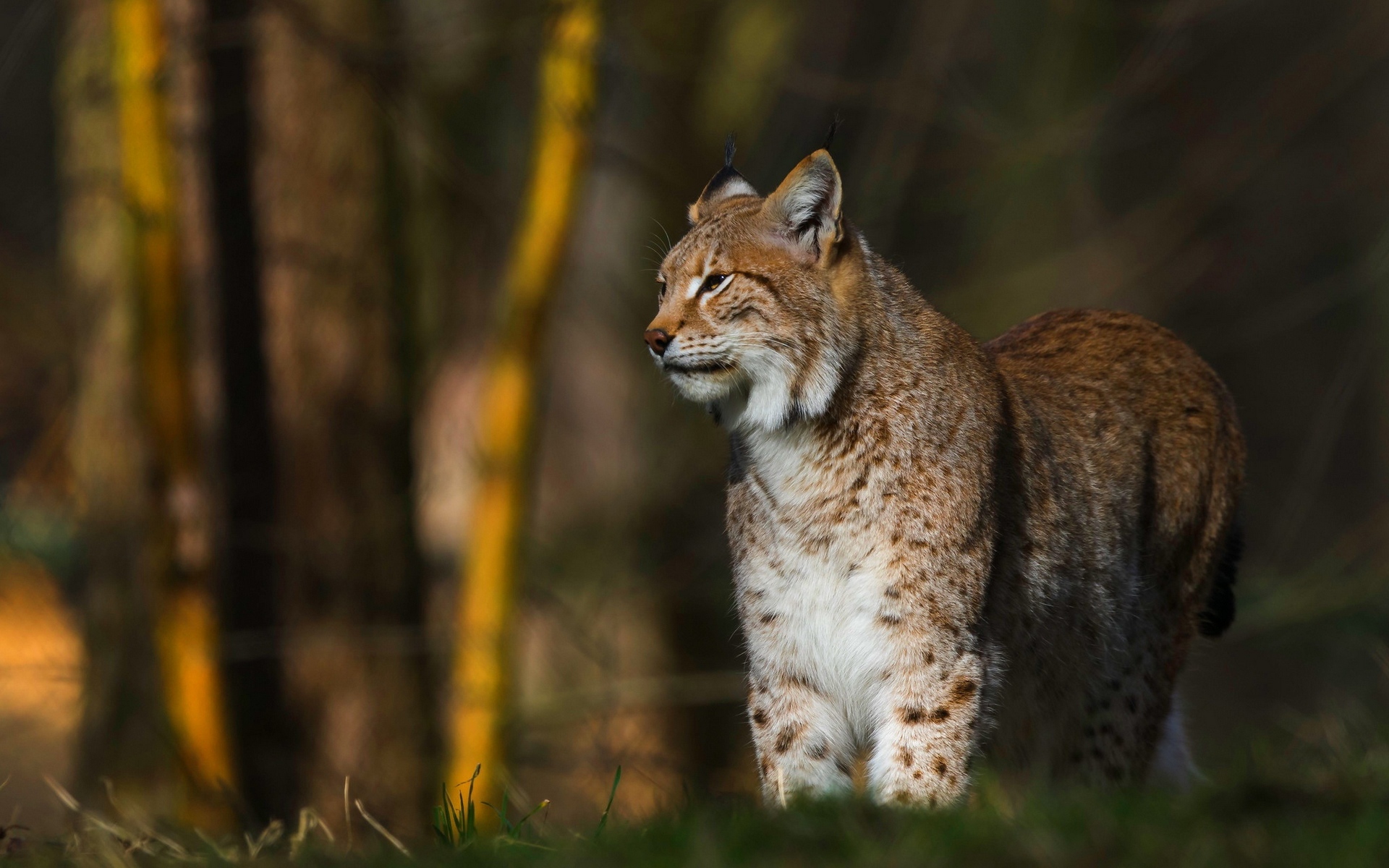bobcat