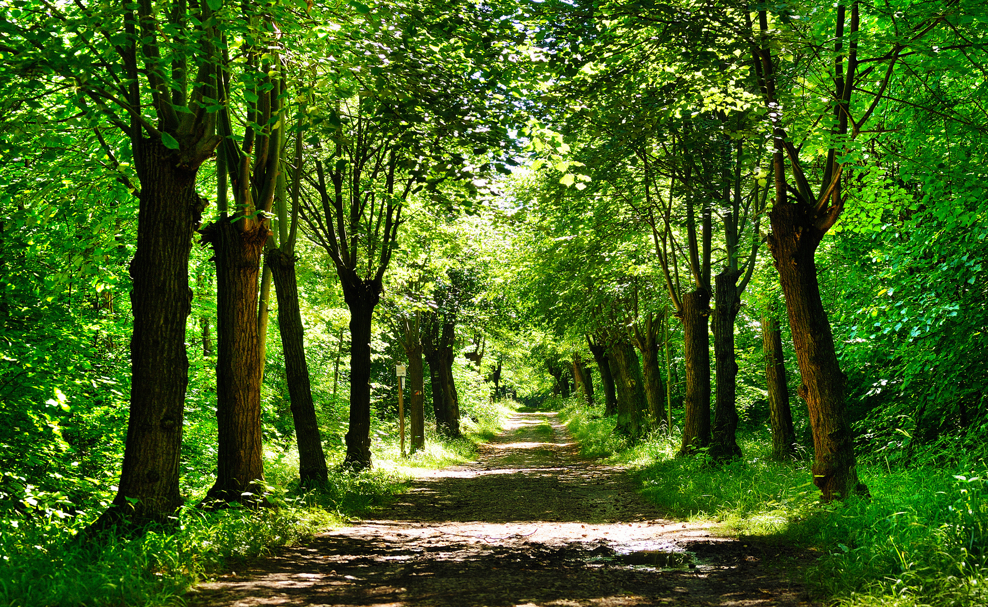 деревя, природа, дорога