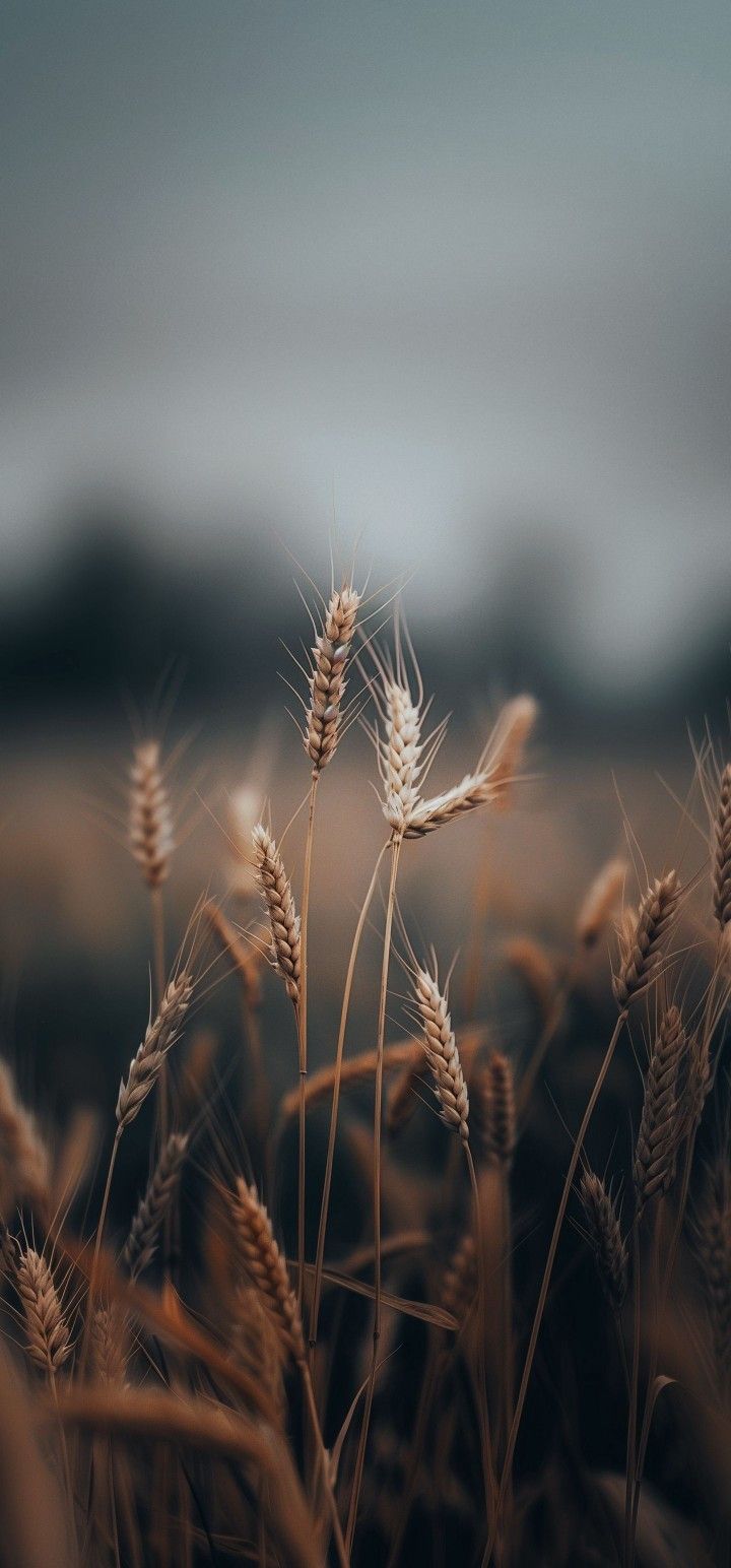 есть пшеница, которая растет в поле