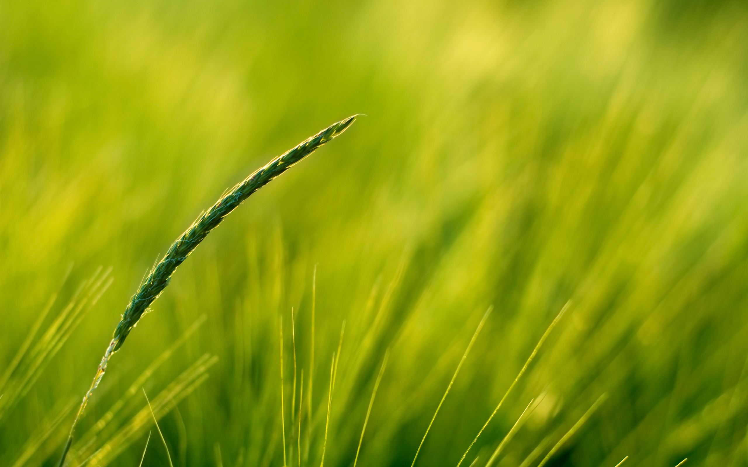 природа, поле, plants