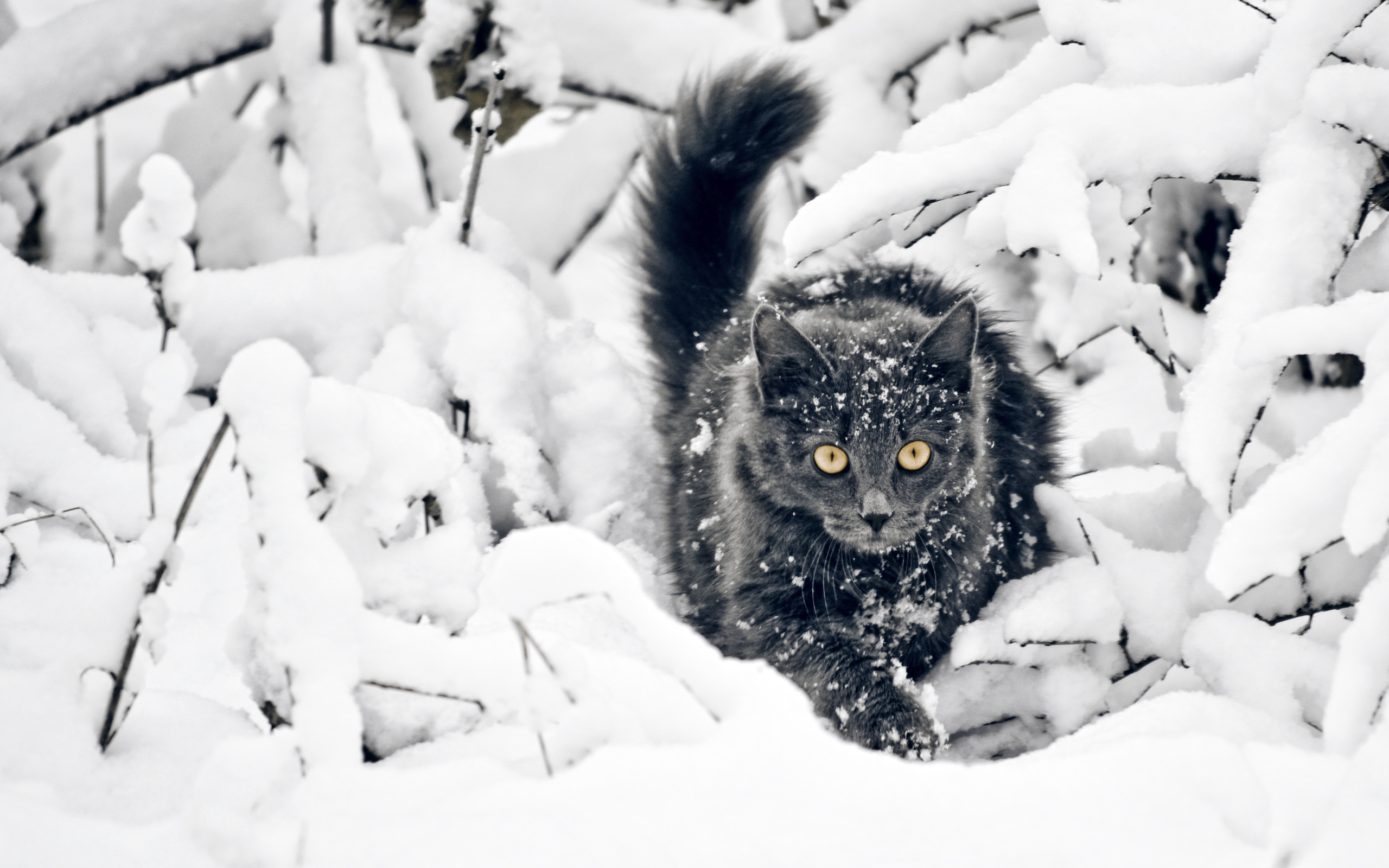 кот серый снег зима природа животное без смс