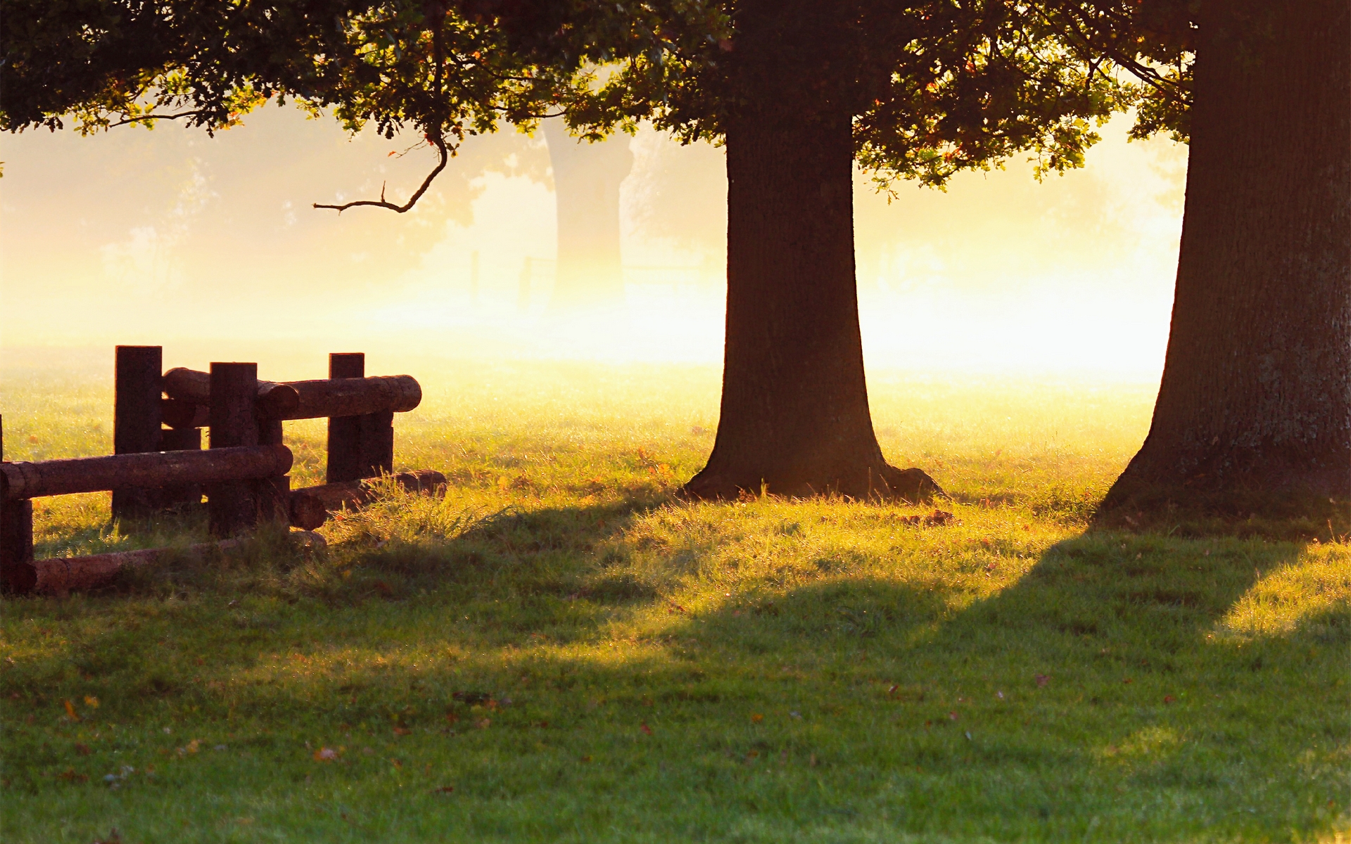 капельница, осень, дерево