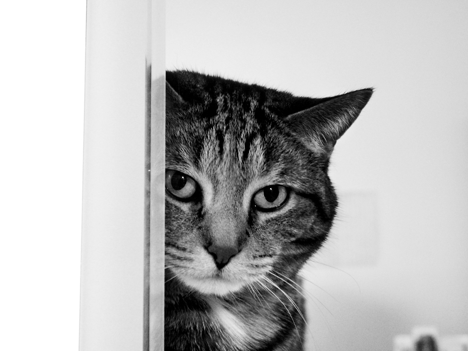 кот, черный, белый