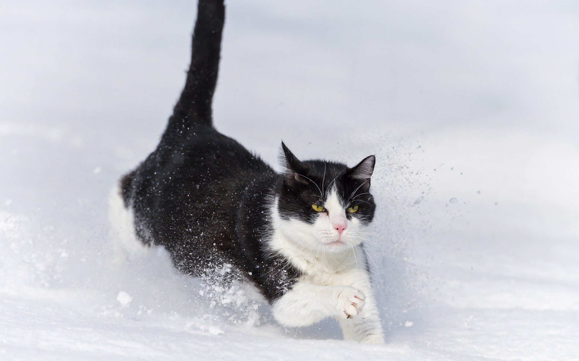 кот, бежит, снег