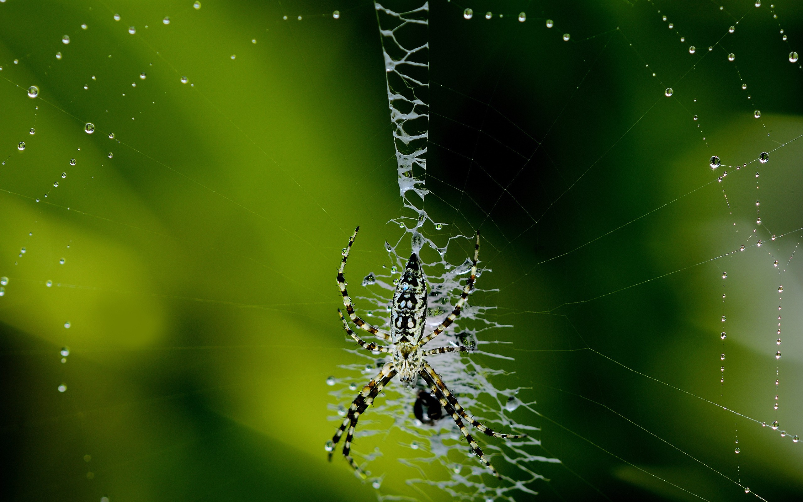 iphone, web, free