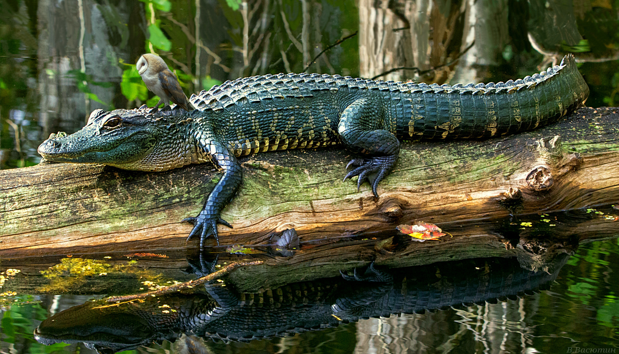 аллигатор, американский