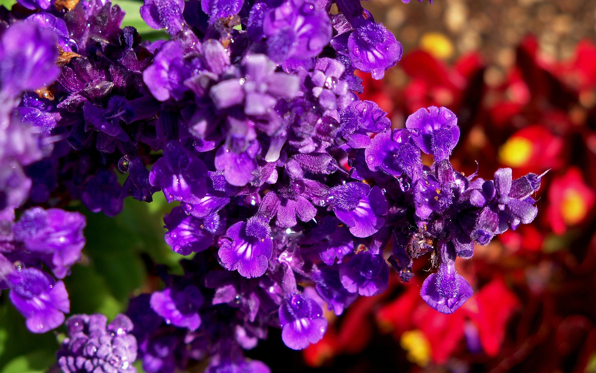 цветы, фиолетовый цветок No 70937 Разрешение 1920x1200