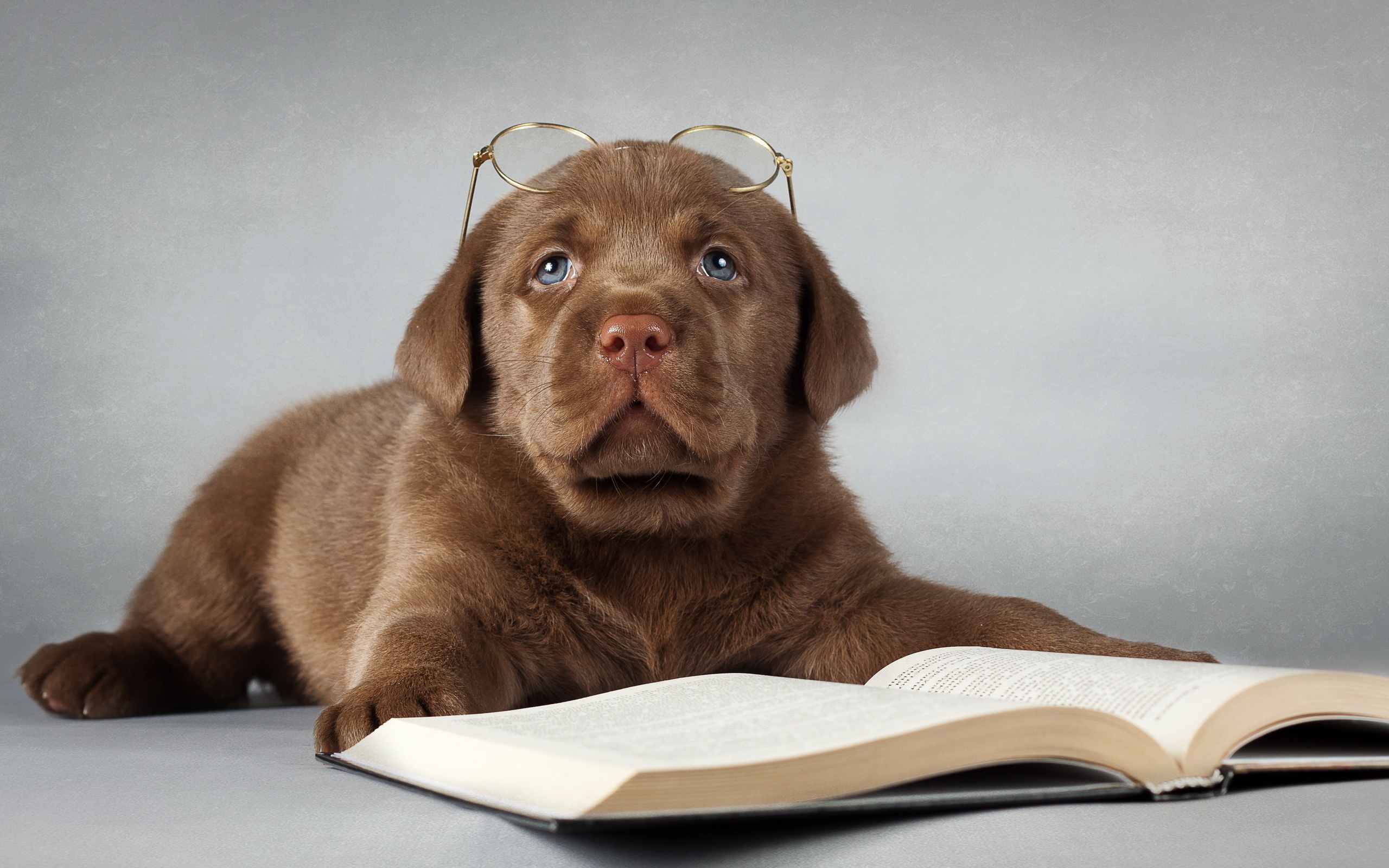 Reading dogs. Лабрадор-ретривер фото. Умные животные. Умная собачка. Красивые животные умные.