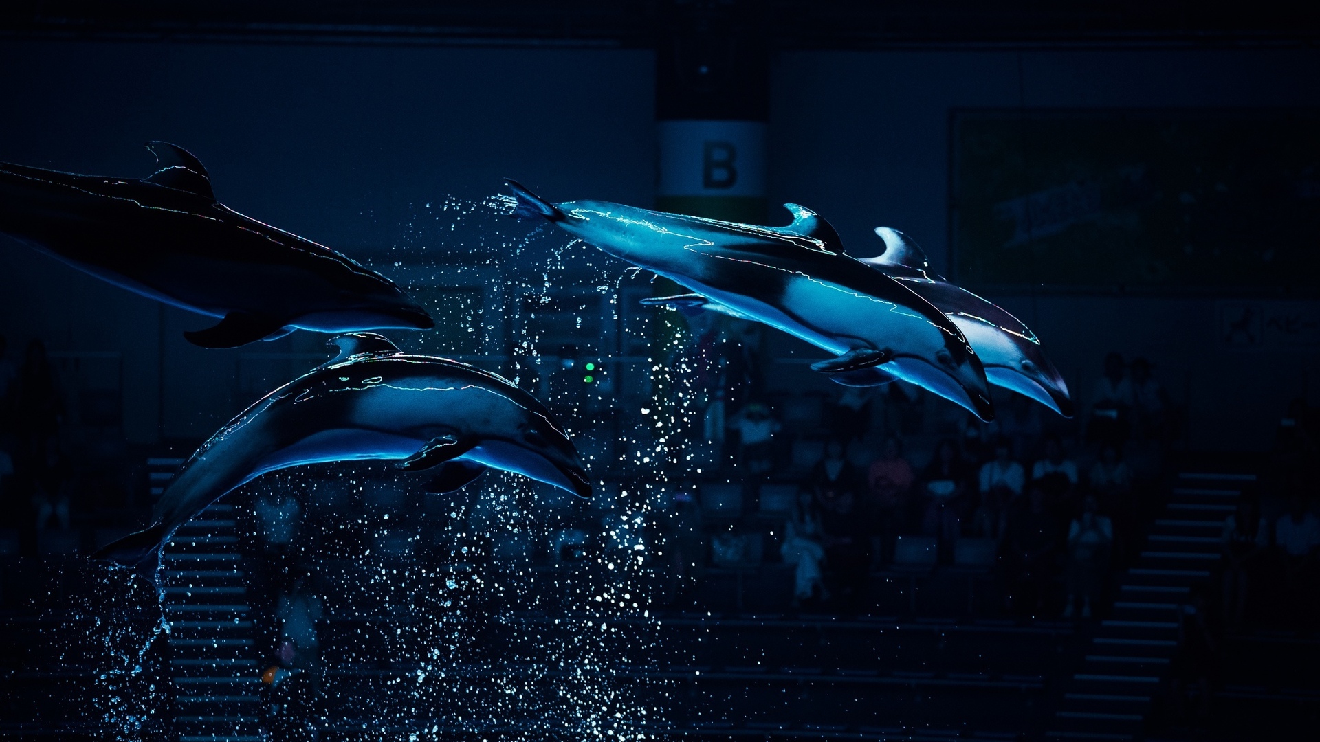 дельфин, bottlenose