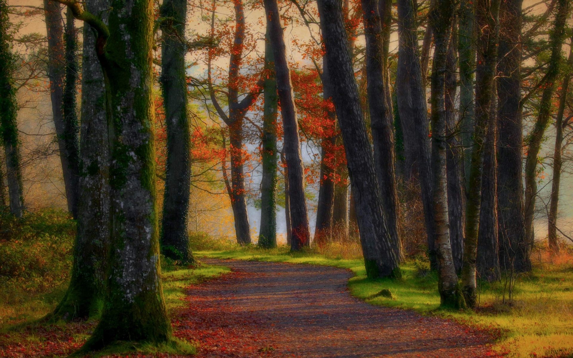 elo, floresta, parede