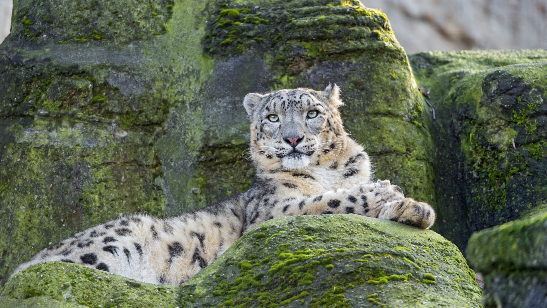 кот, животное, леопард