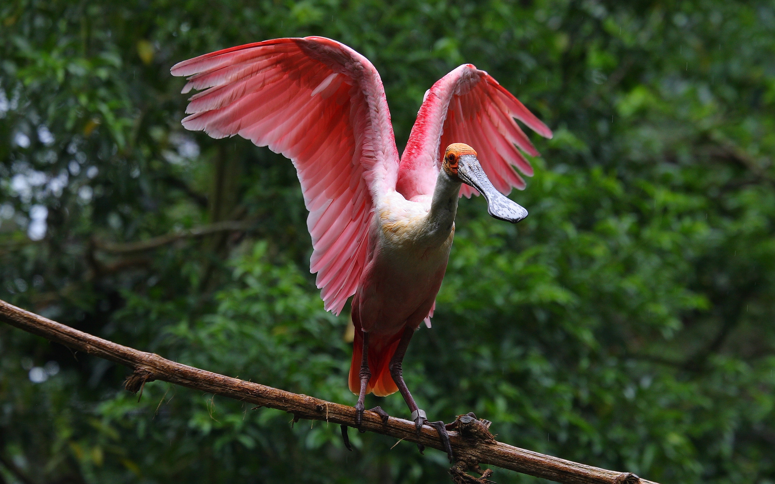 aves, exóticas, папаéis