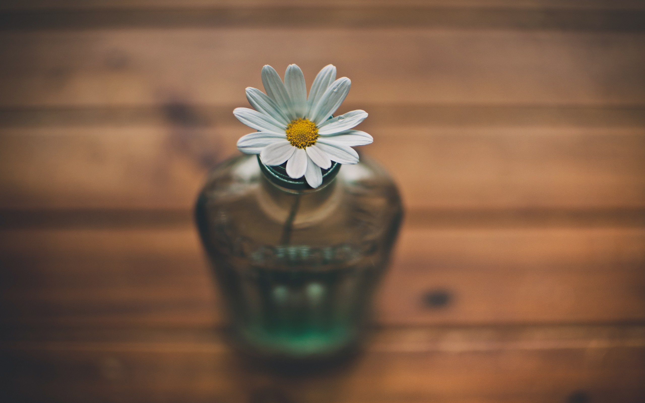 цветы, mobile, flowers