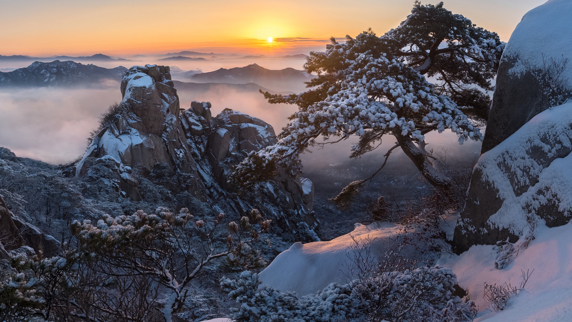 dobongsan, sosna, pine