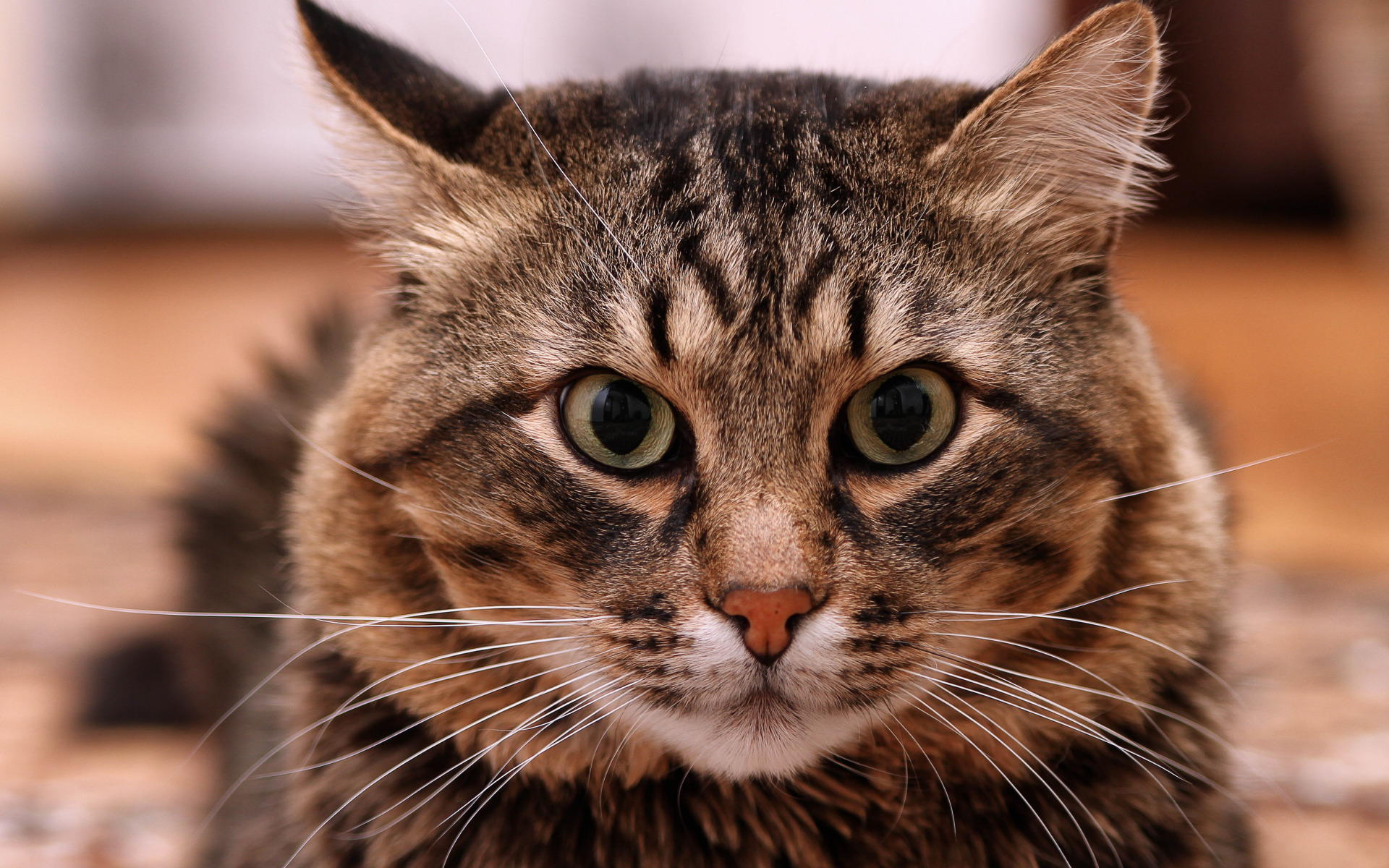 Jpg картинка кота