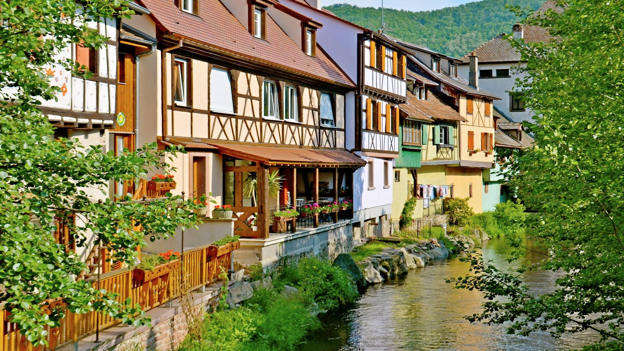wordpress, schwingeninswitzerland