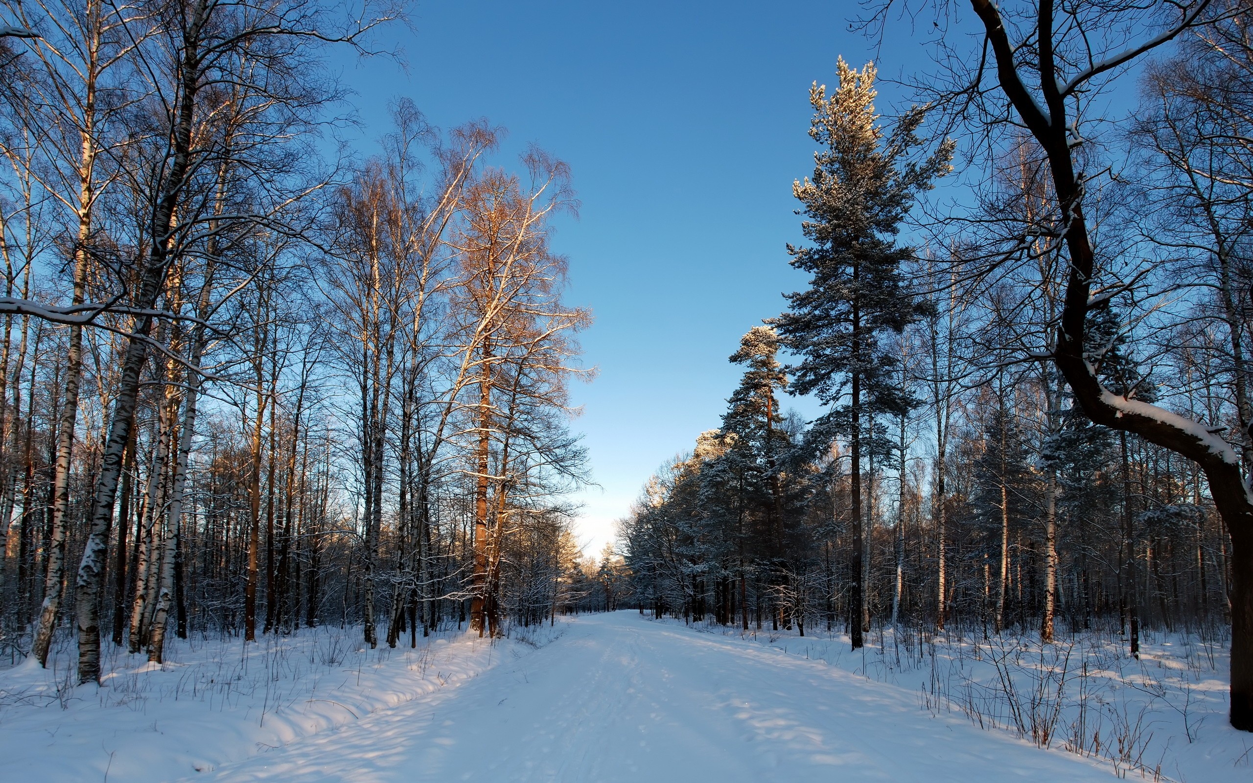 зима лес дорога снег скачать