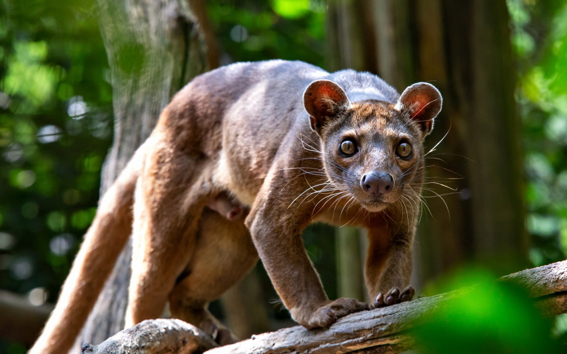 foss, животное, мадагаскарски