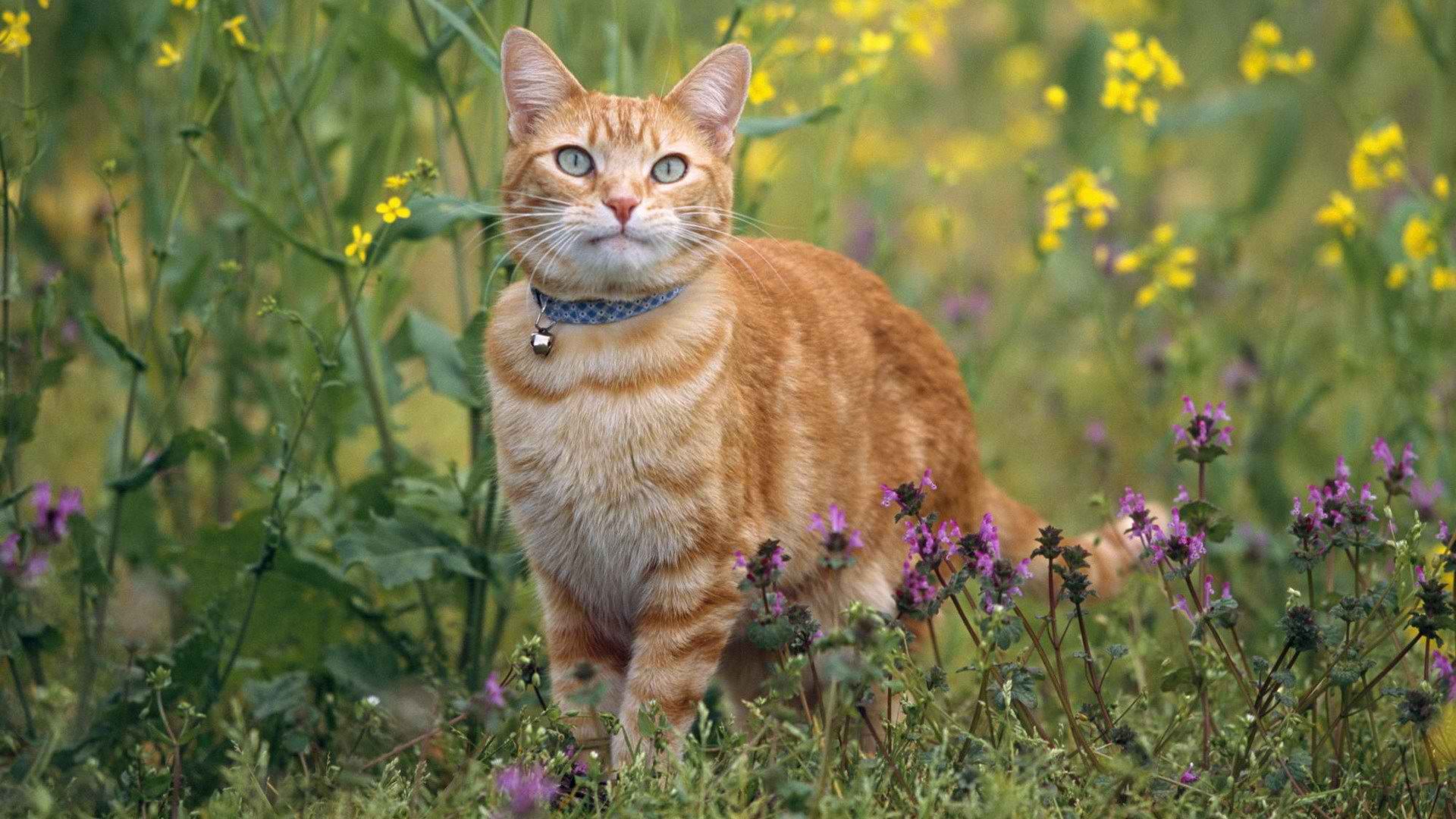 кот, кошки, сад