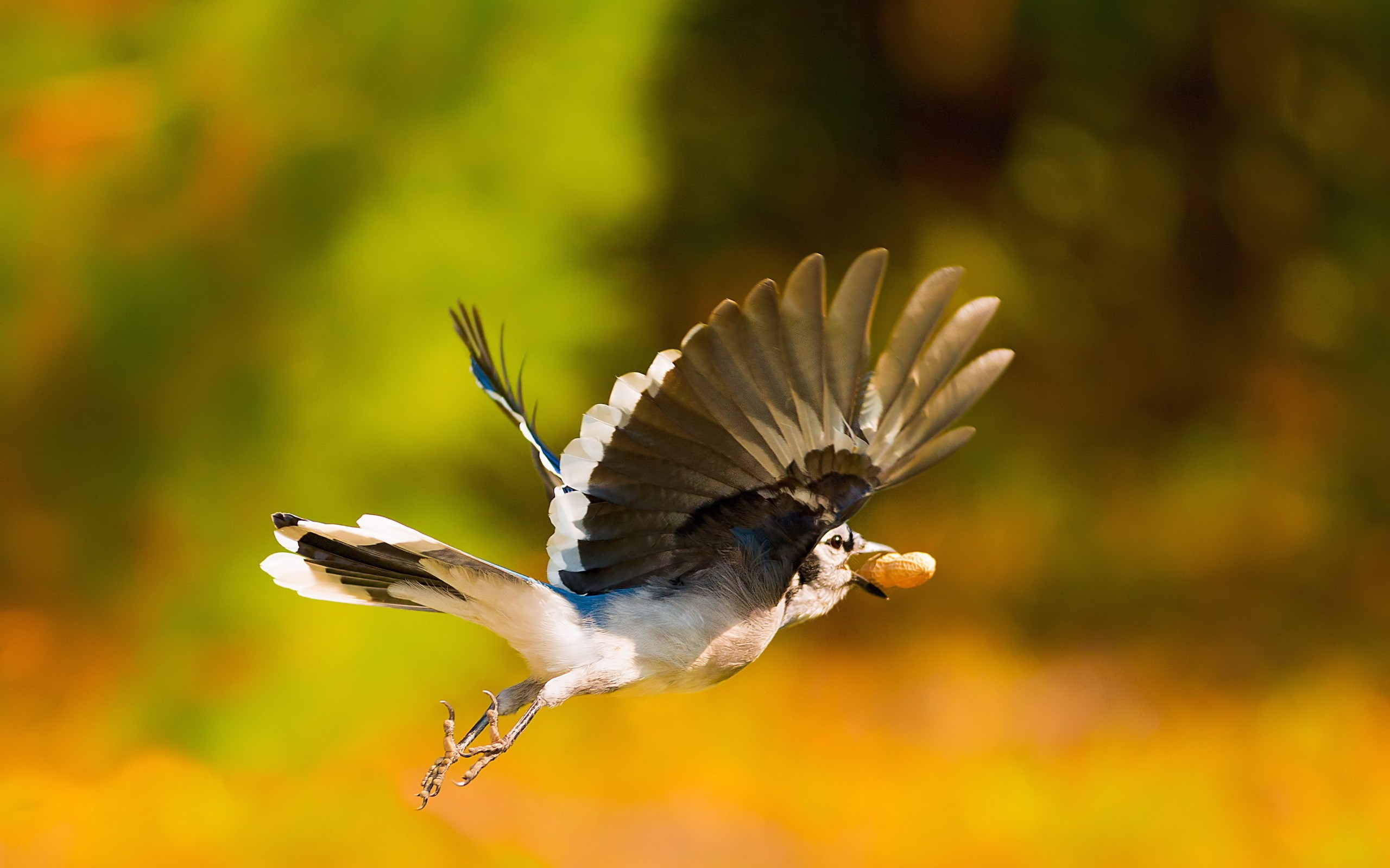 Летящие красивые птицы летящие. Птица в полете. Птица взлетает. Красивая птица в полете. Птичка в полёте.