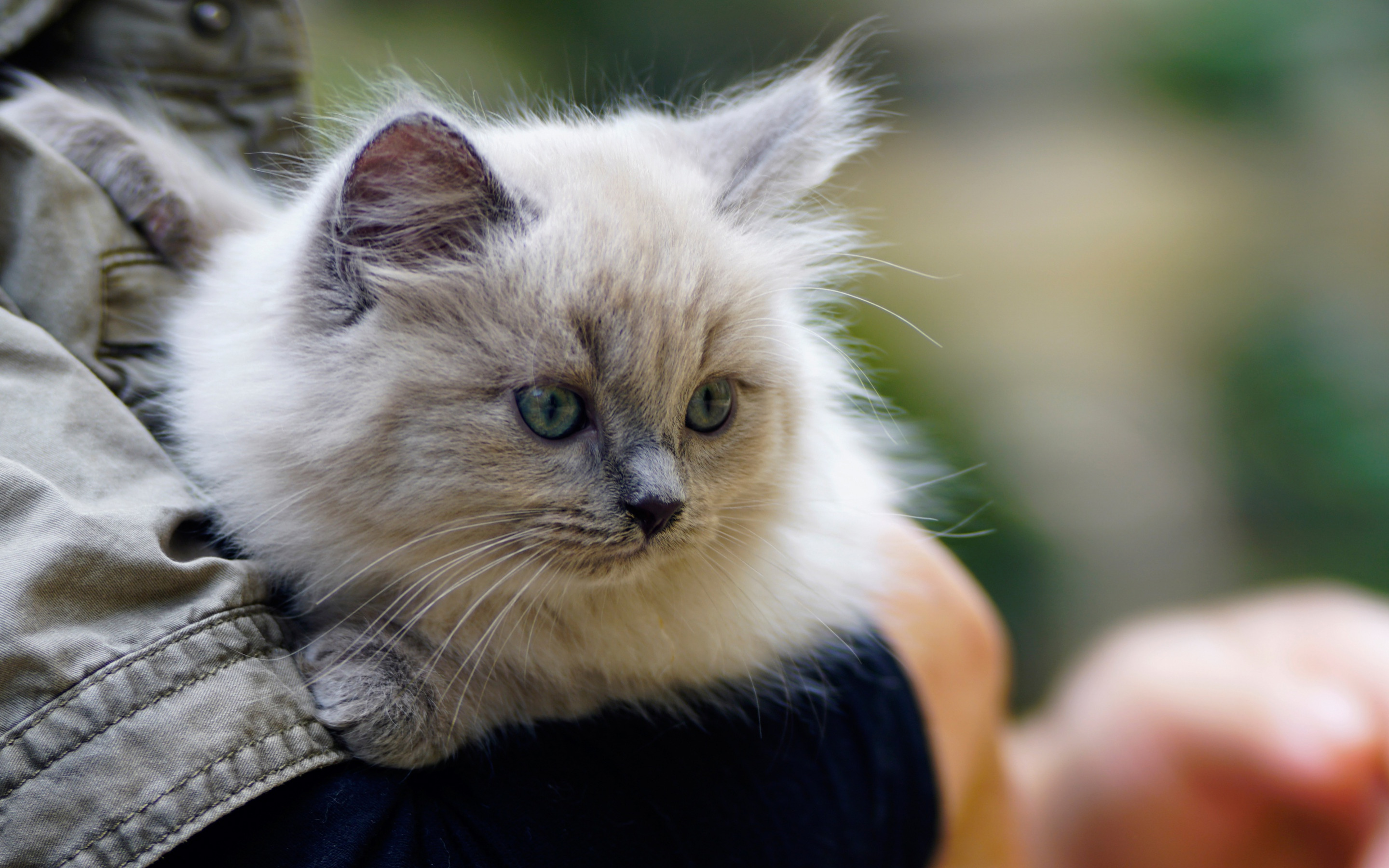 кот, серый, котенок